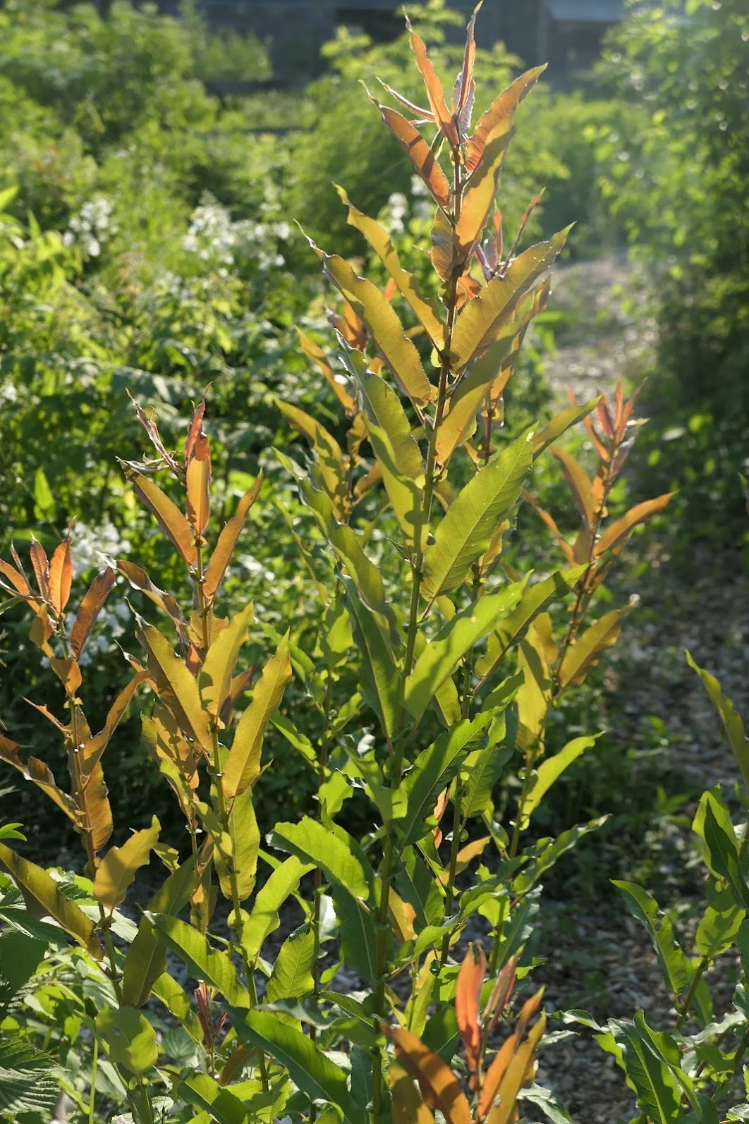 Heart Leaved Willow - Cuttings