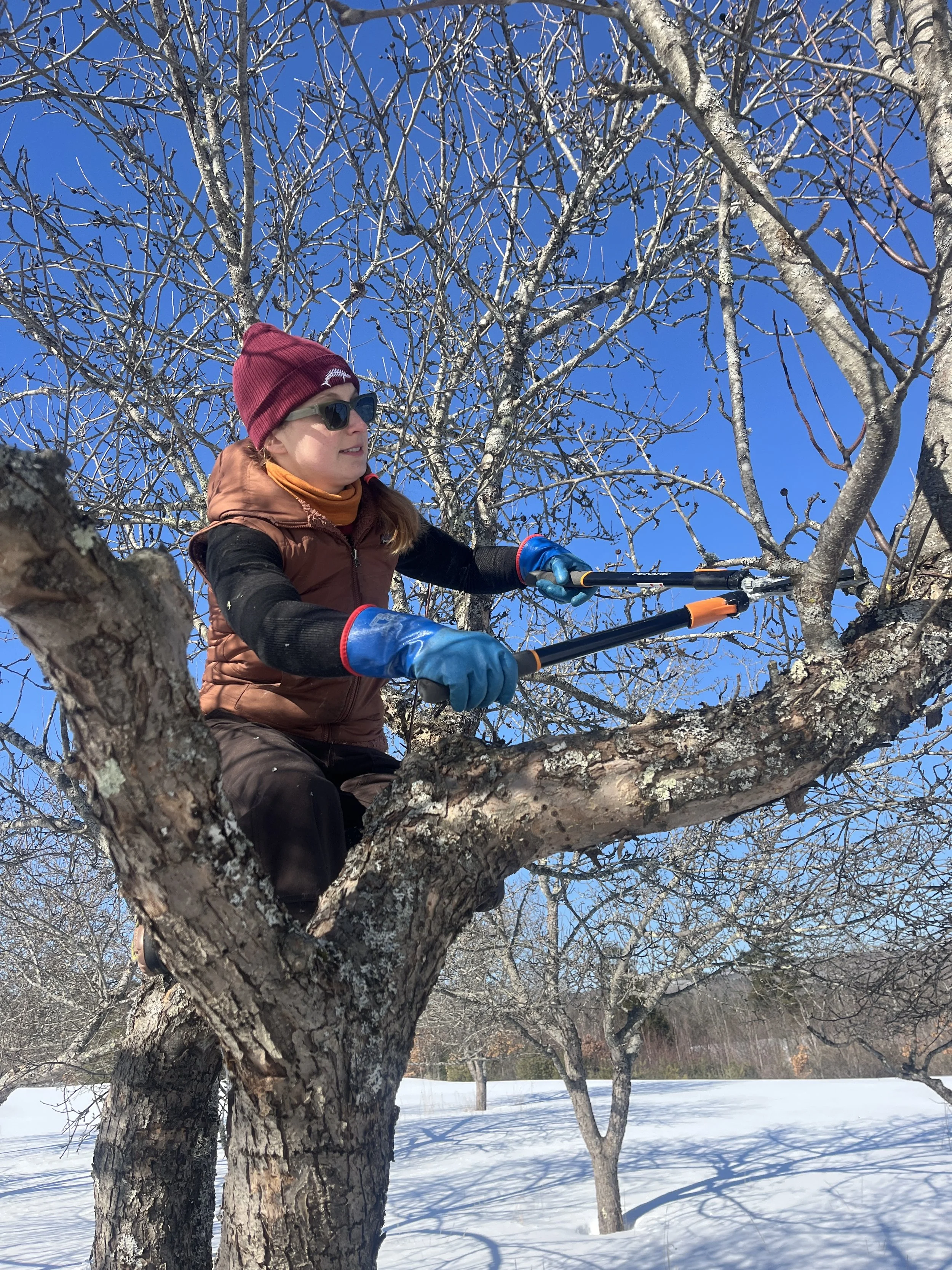 A woman in a small tree with pruning loppers.