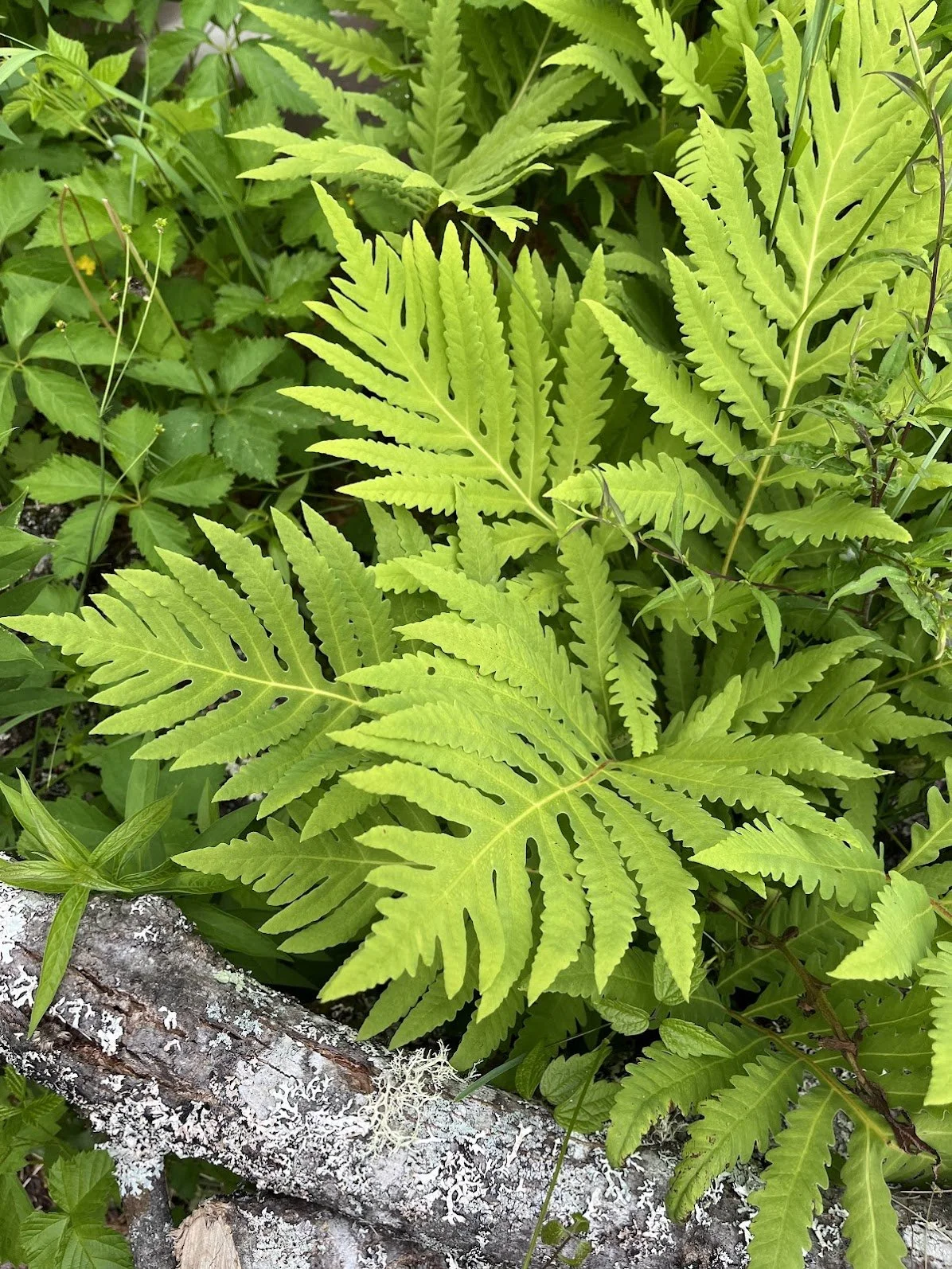 fern.jpg