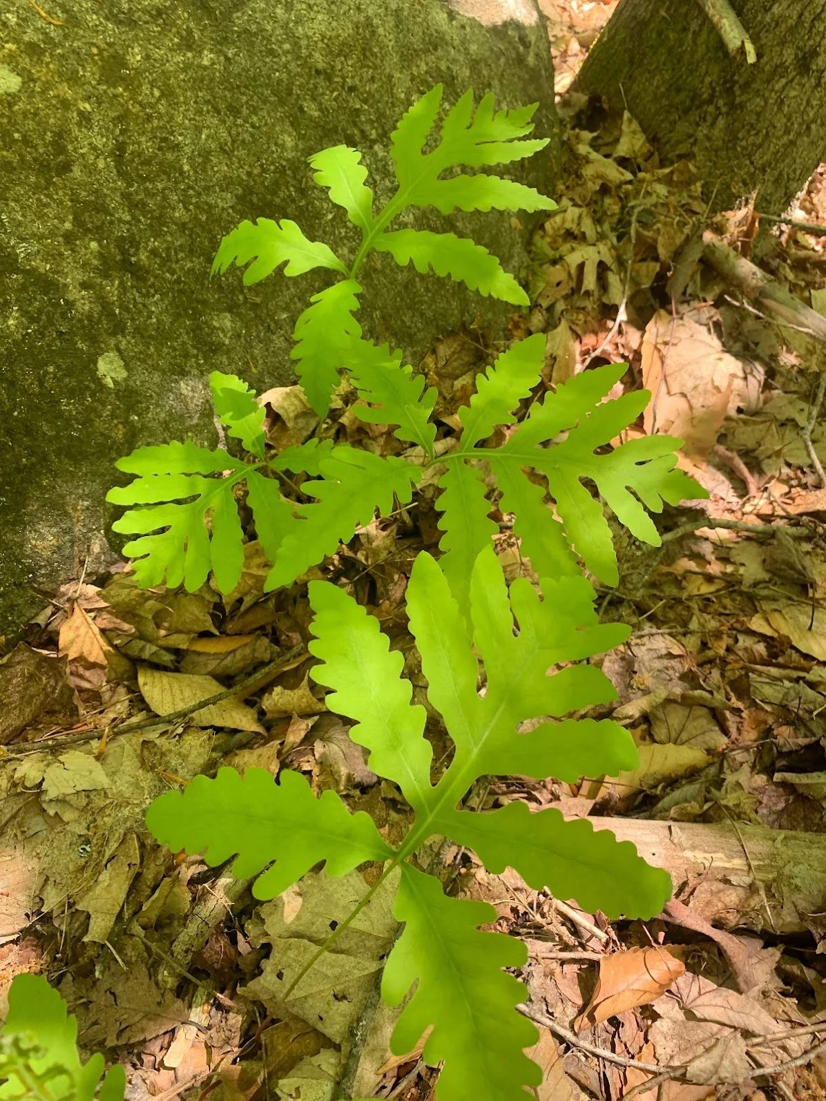fern4.jpg
