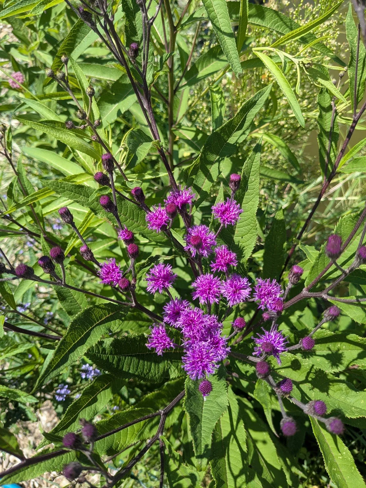 New York Ironweed - Bare Root Plant