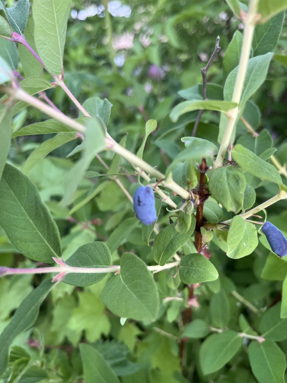 honeyberry.JPG