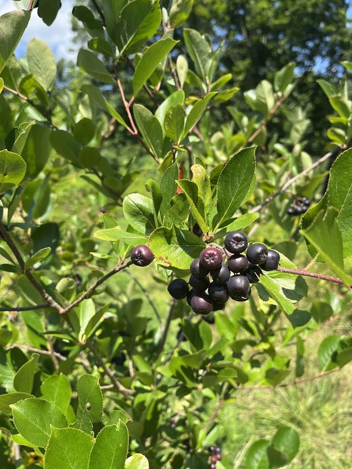 aronia1.jpg