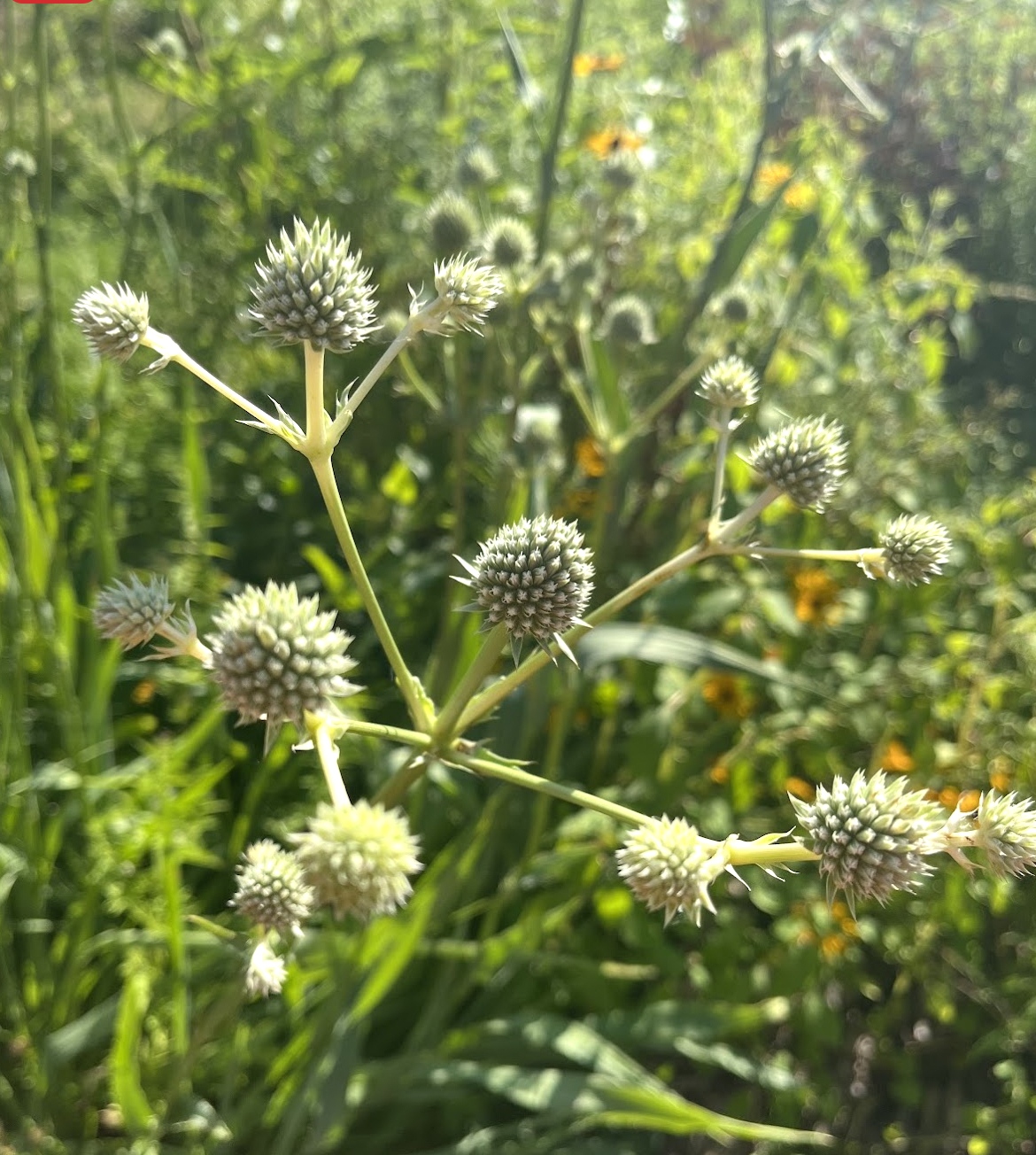 Rattlesnake Master - Bare Root Plant