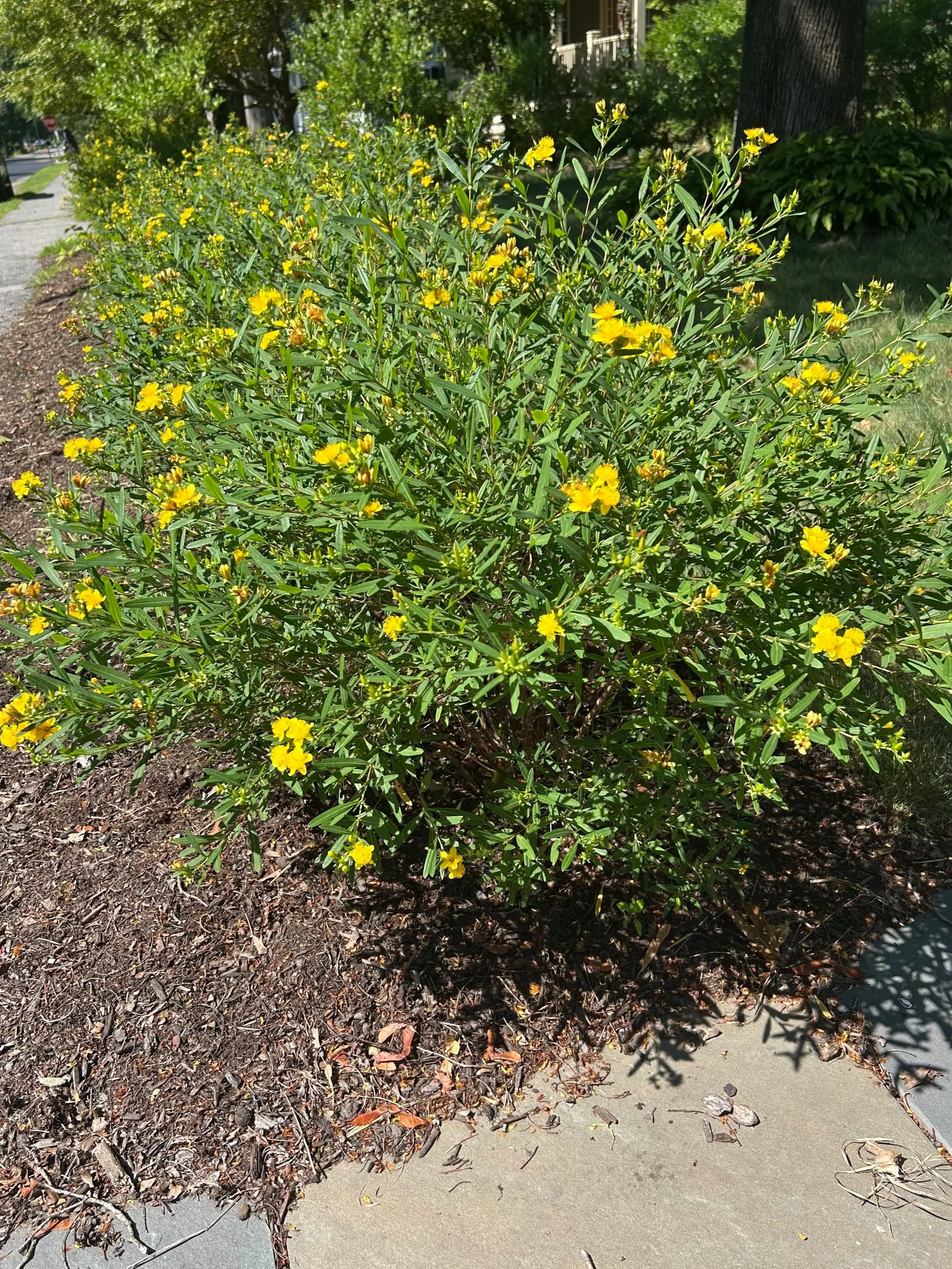 Shrubby St. Johnswort - Bare Root Plant