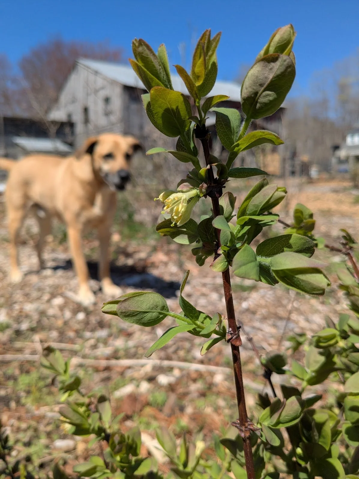 honeyberry2.jpg