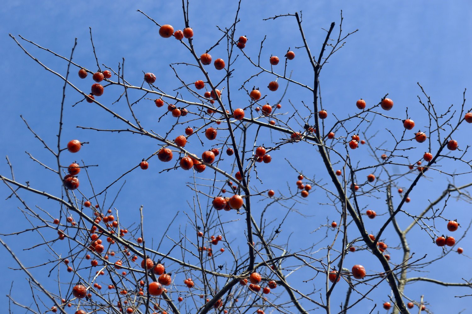 persimmons.jpg