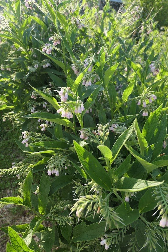Comfrey - Root Fragments