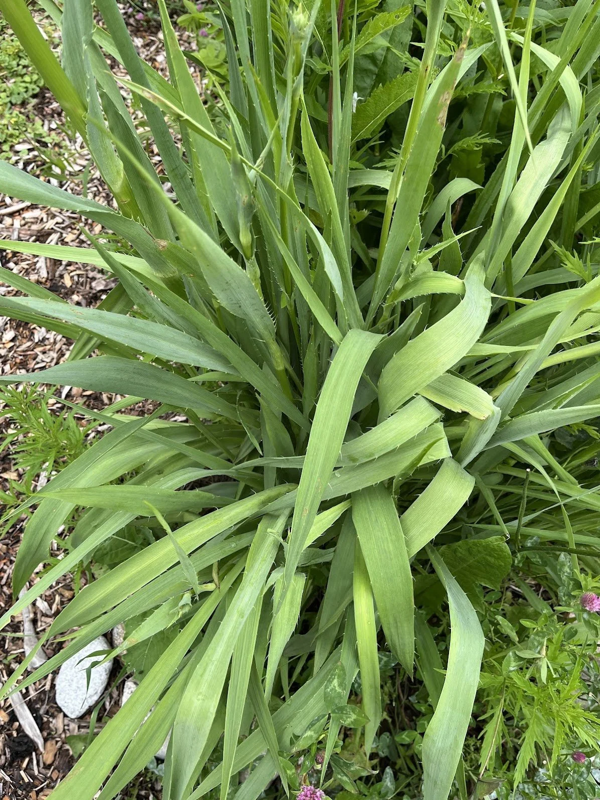 rattlesnakemaster.jpg