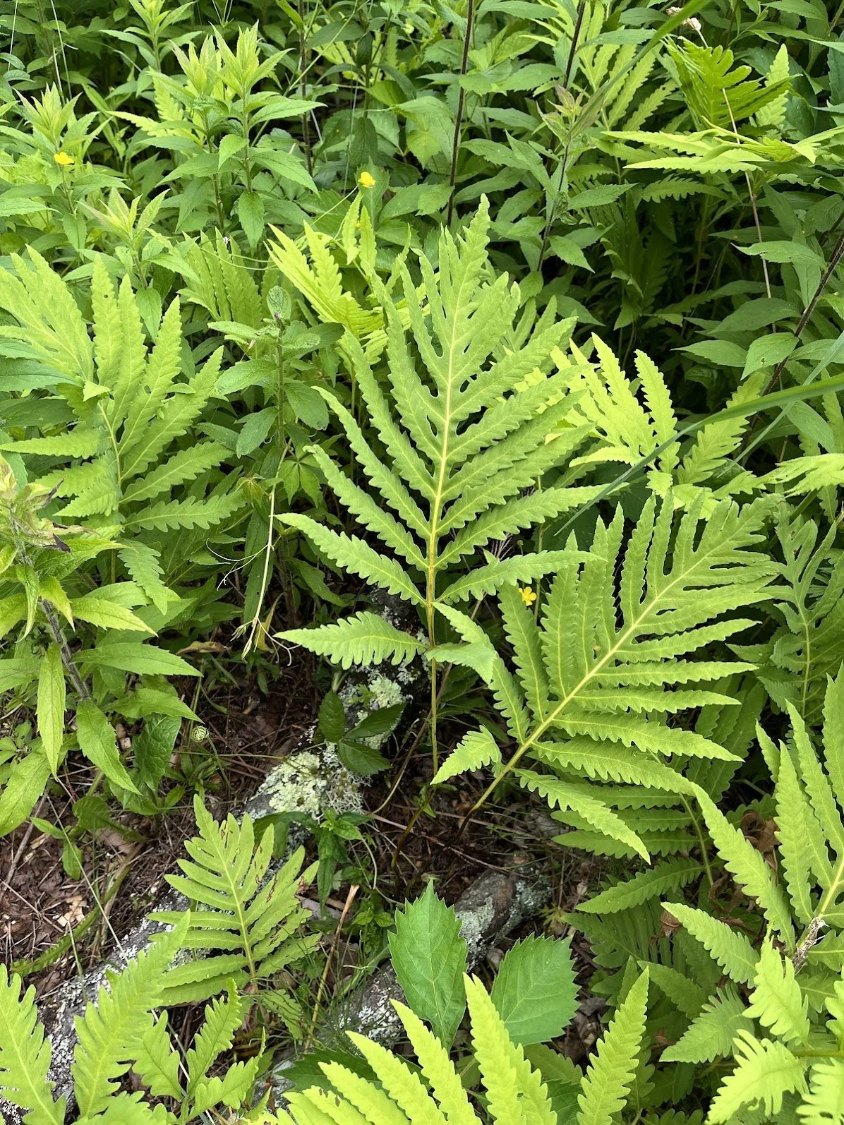 fern2.jpg
