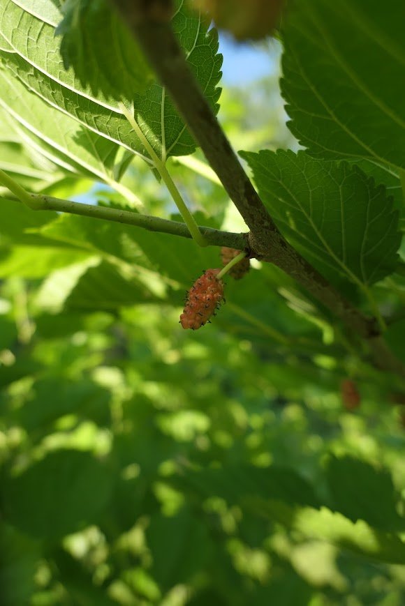 P1050013.jpg