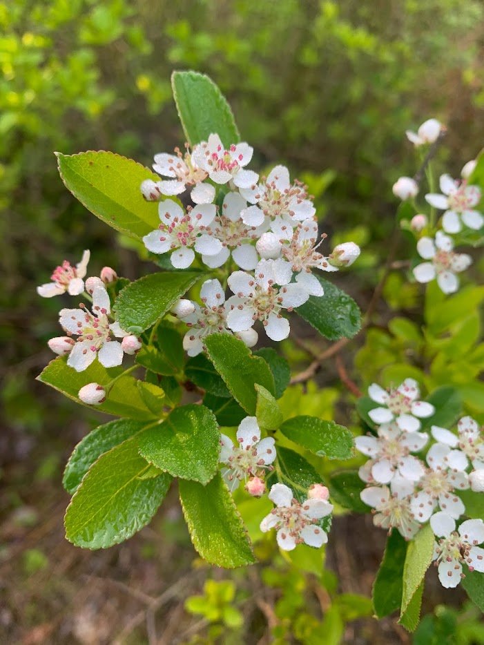 aronia6.jpg