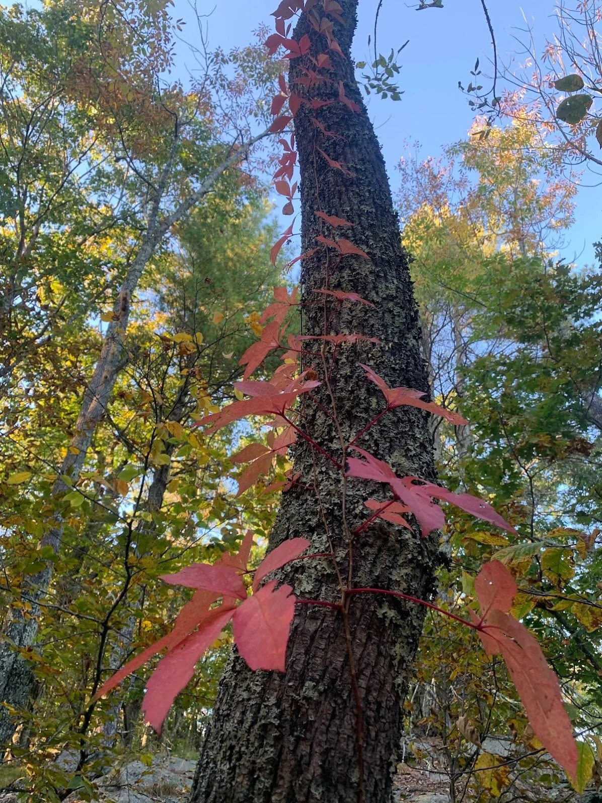 Bare Root - Virginia Creeper