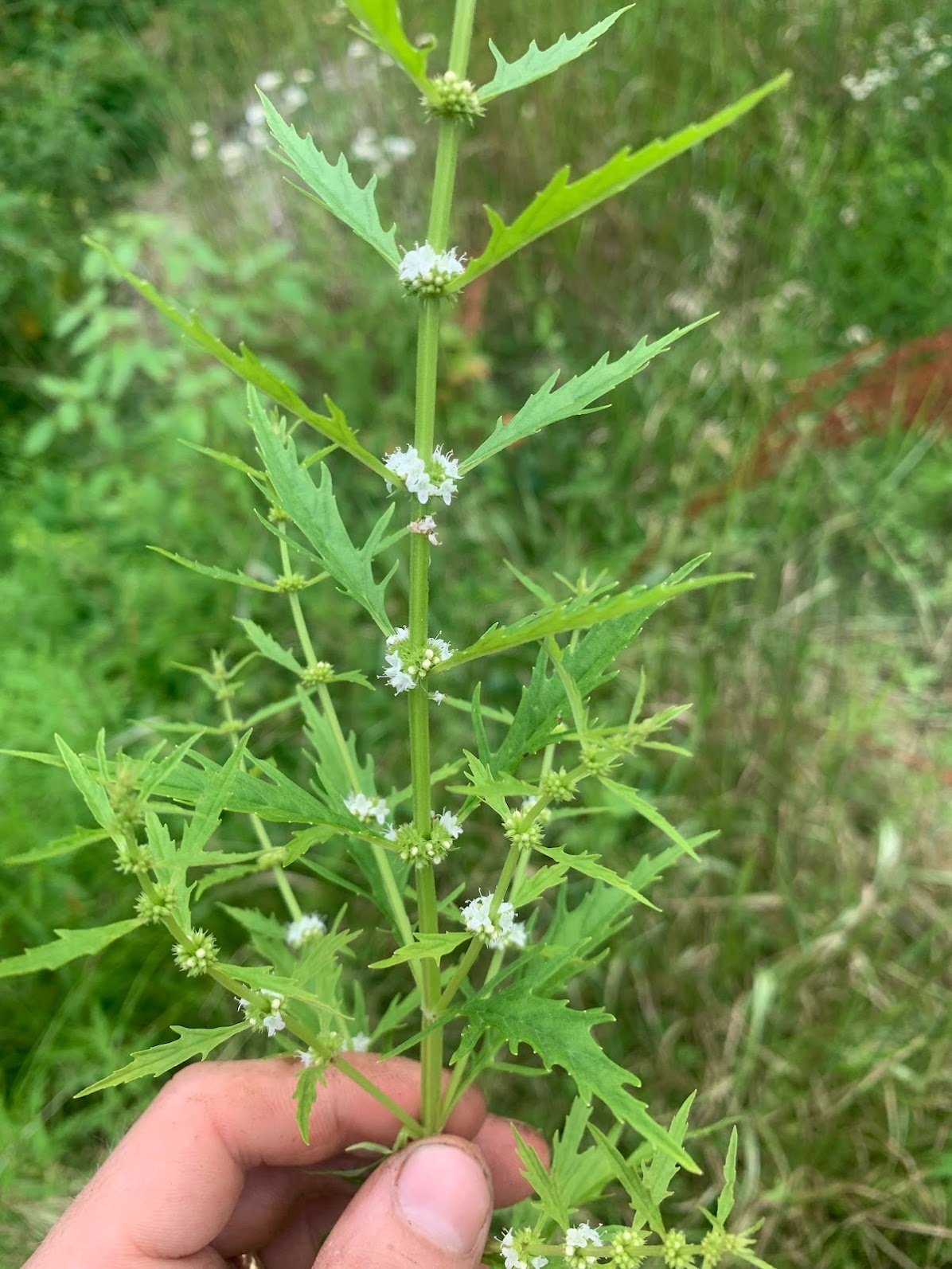 horehound.jpg