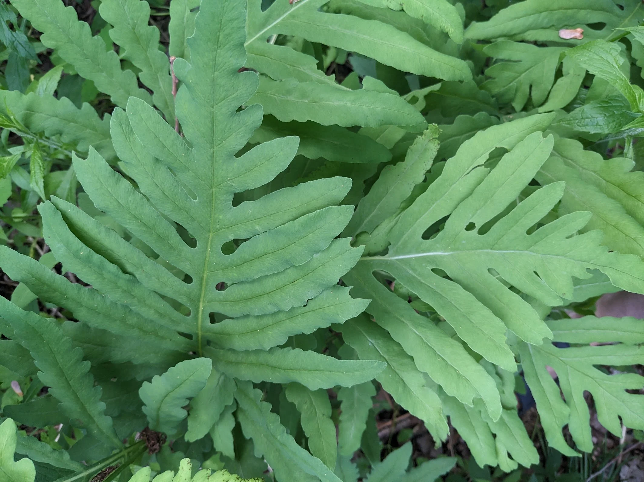 fern3.jpg