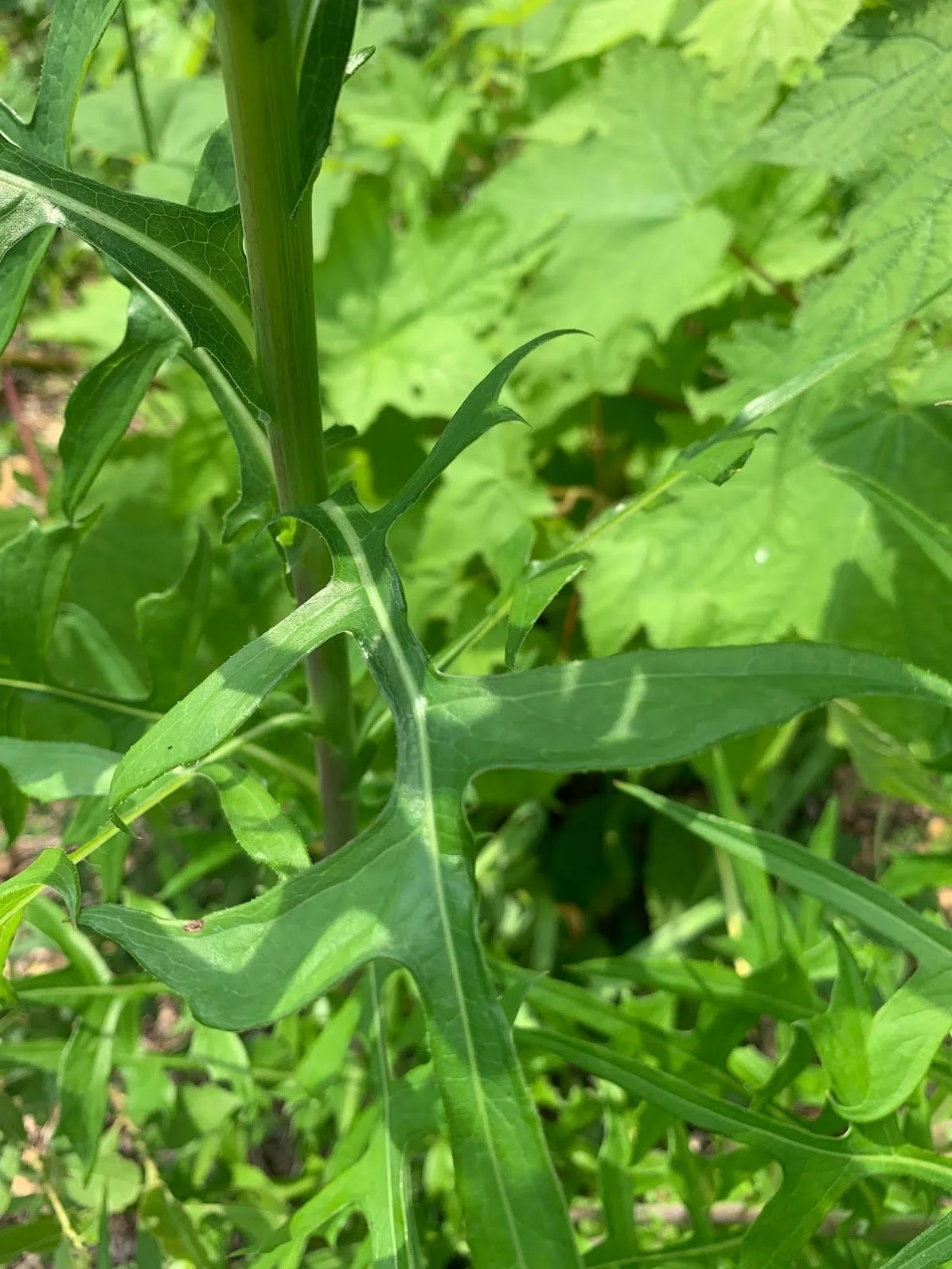 leaf.jpg