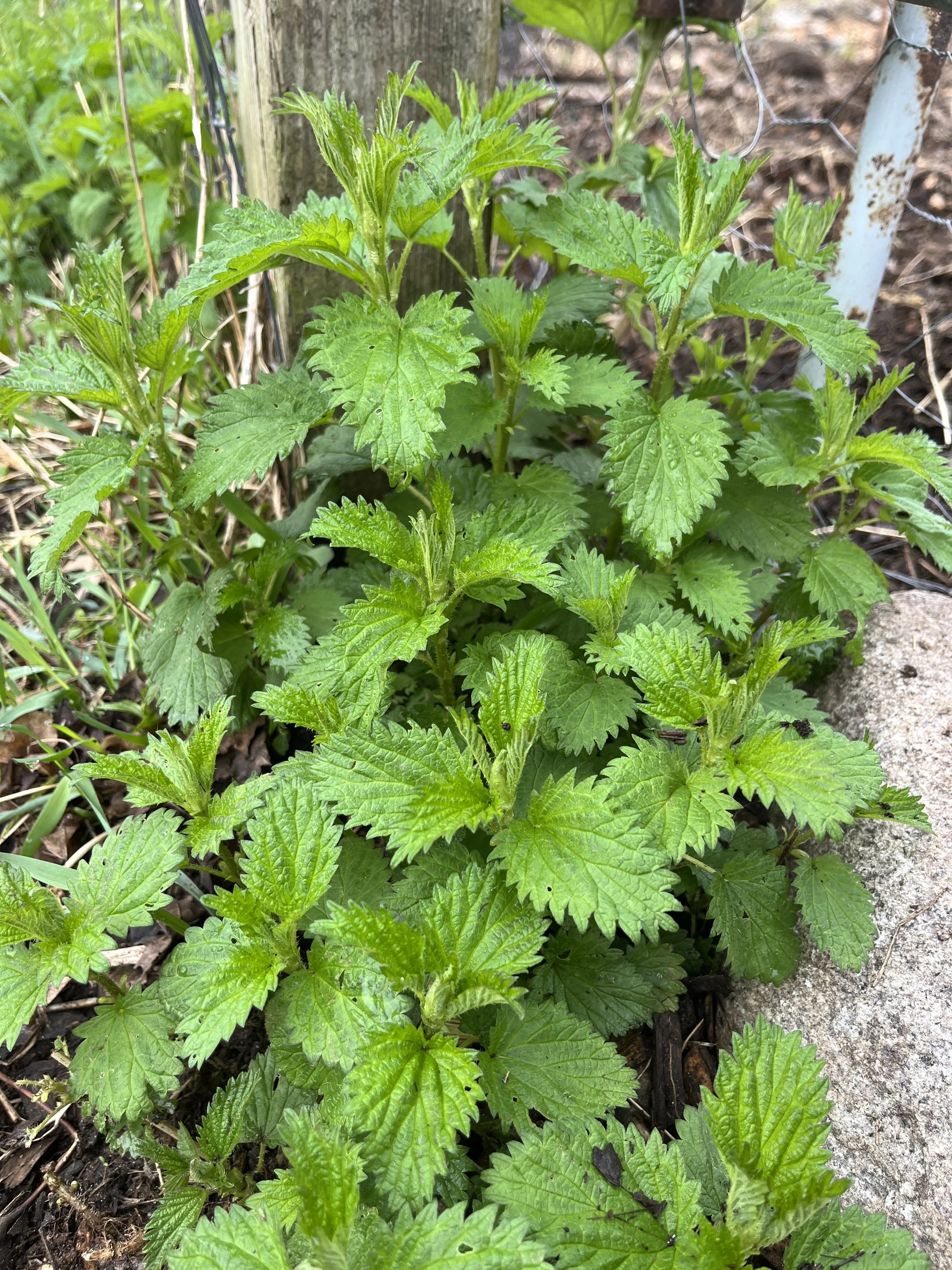 Freshly Foraged Stinging Nettle Greens & Stems