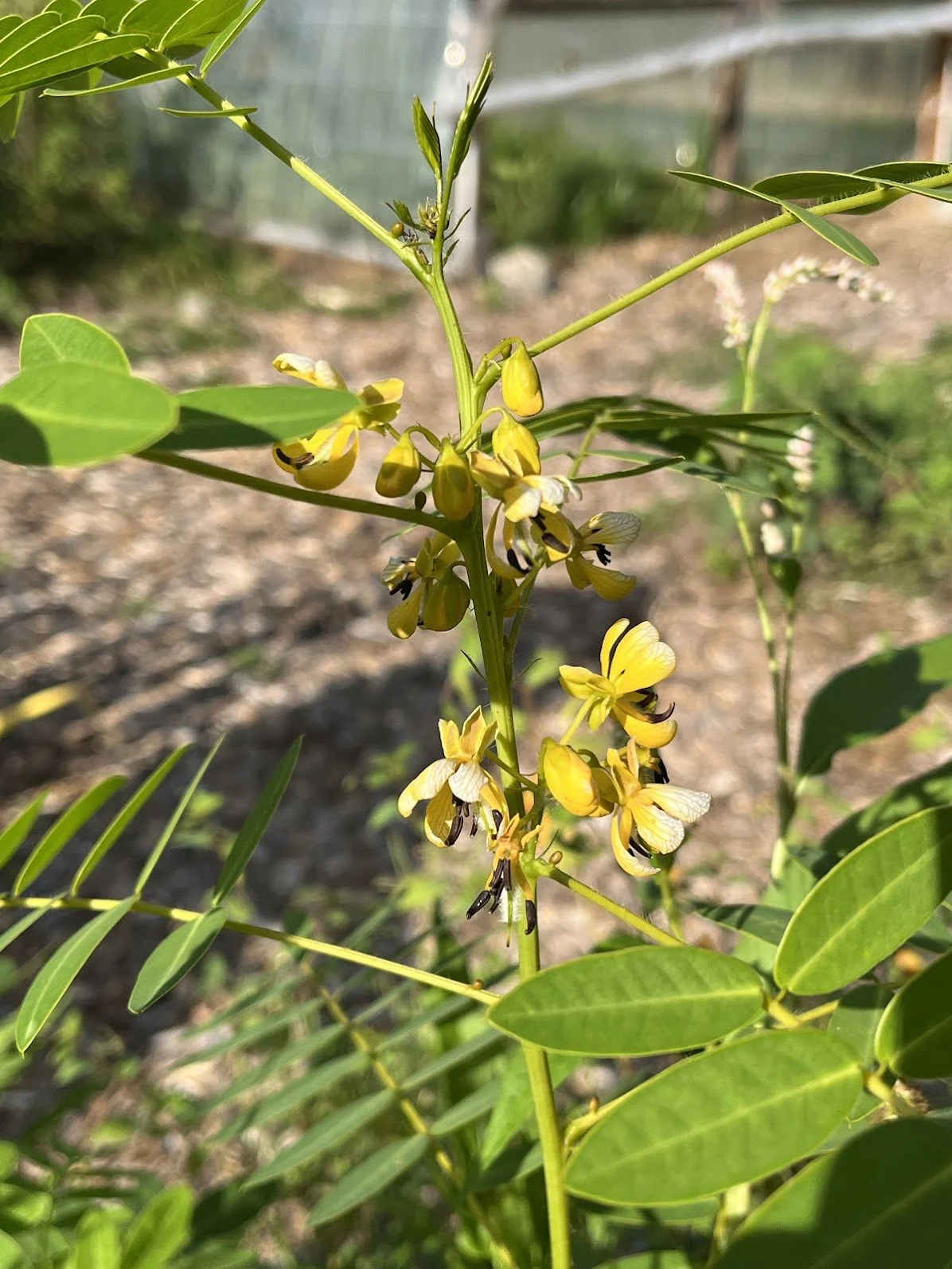 Wild Senna- Bare Root Plant