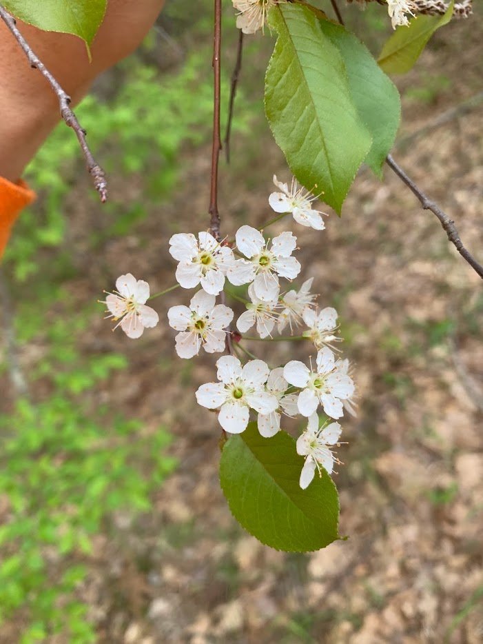 aronia3.jpg