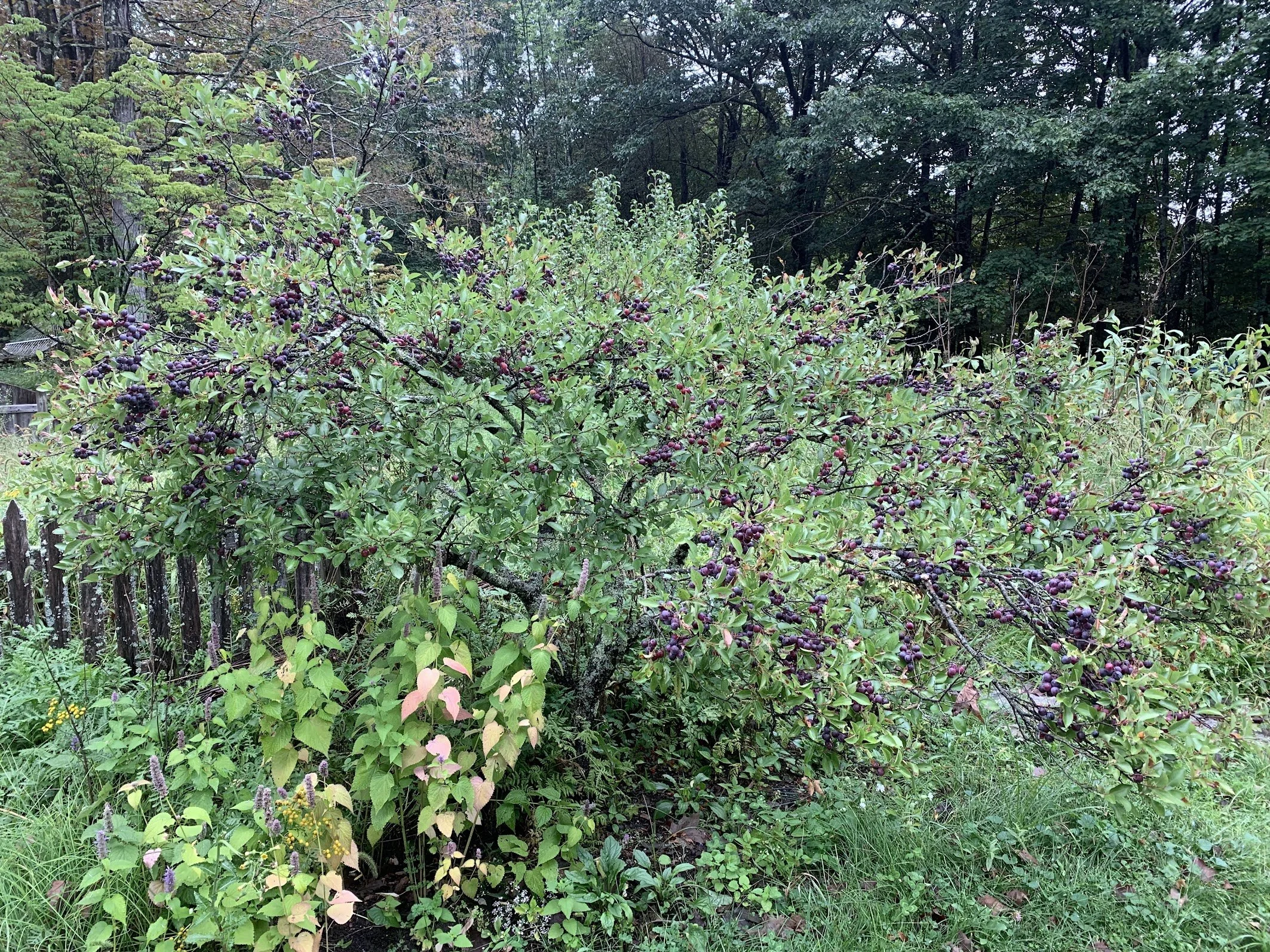 beach plum.jpg