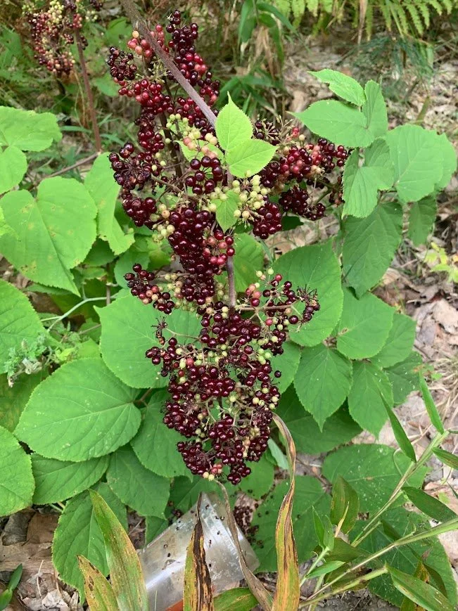 American Spikenard - Bare Root Plant