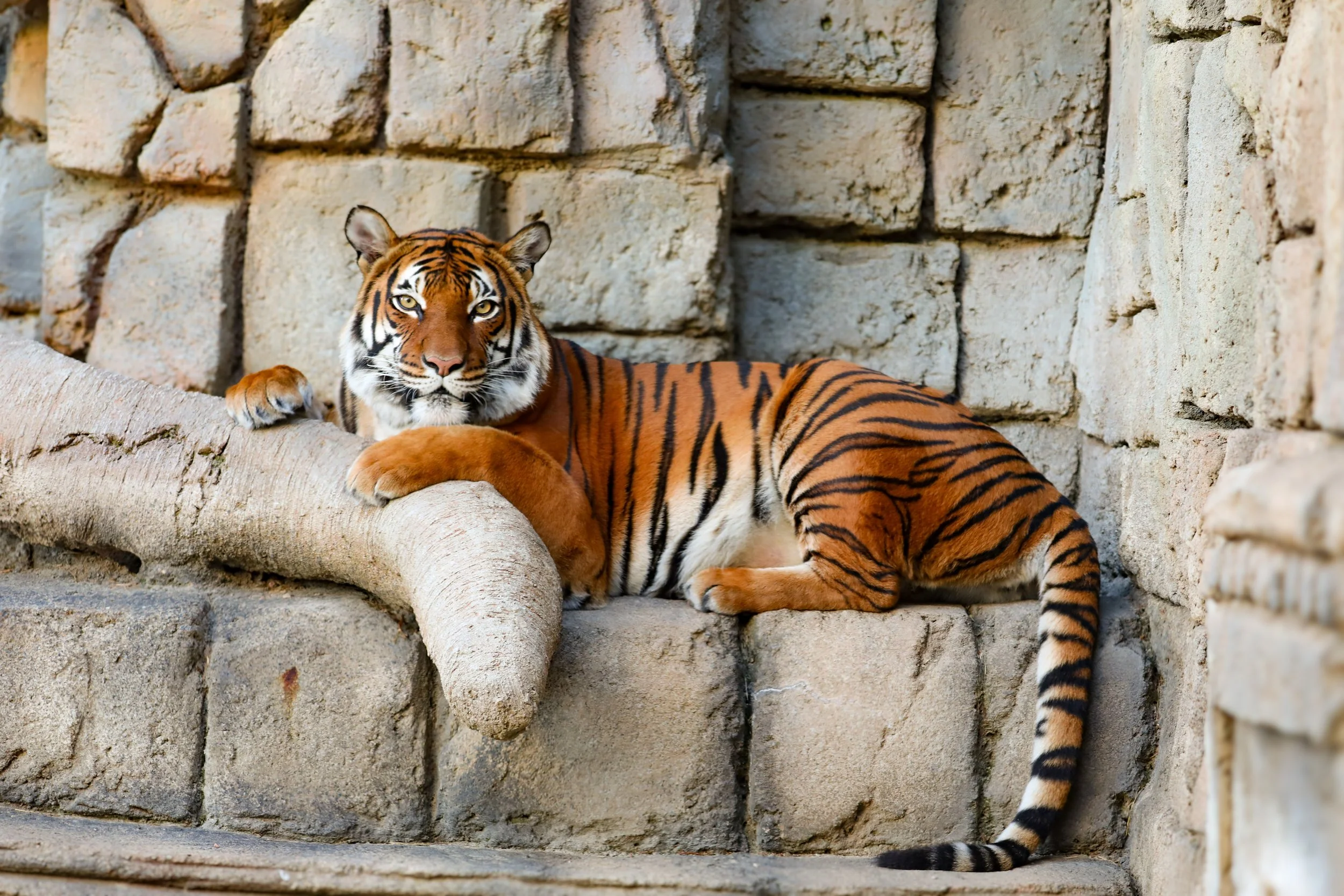 Tulsa Zoo
