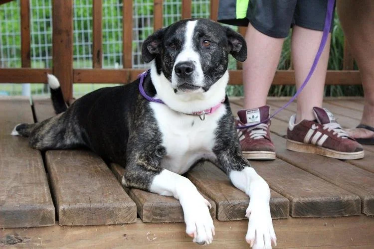 Stillwater Humane Society