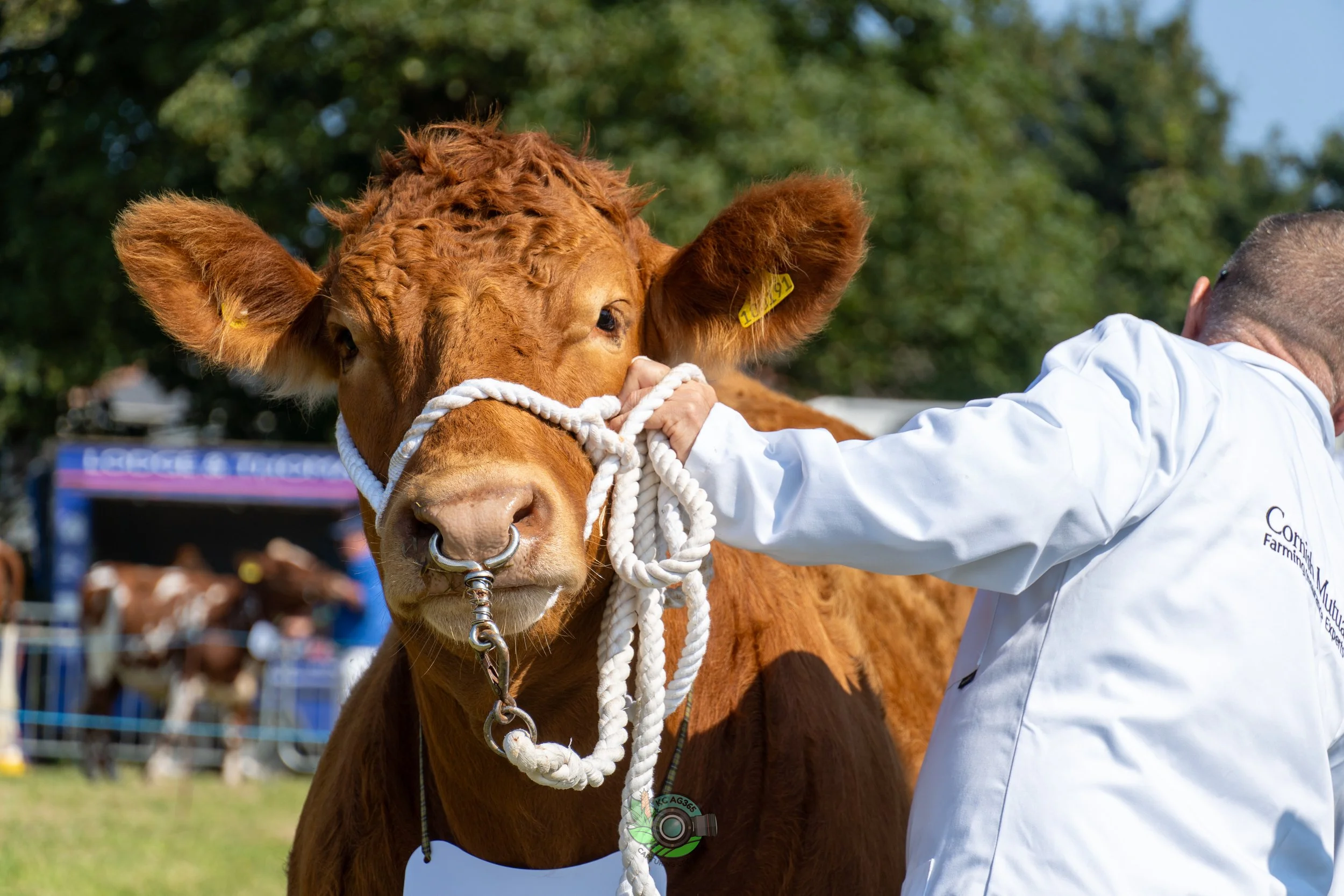 Camborne Show - South Devons-112.jpg