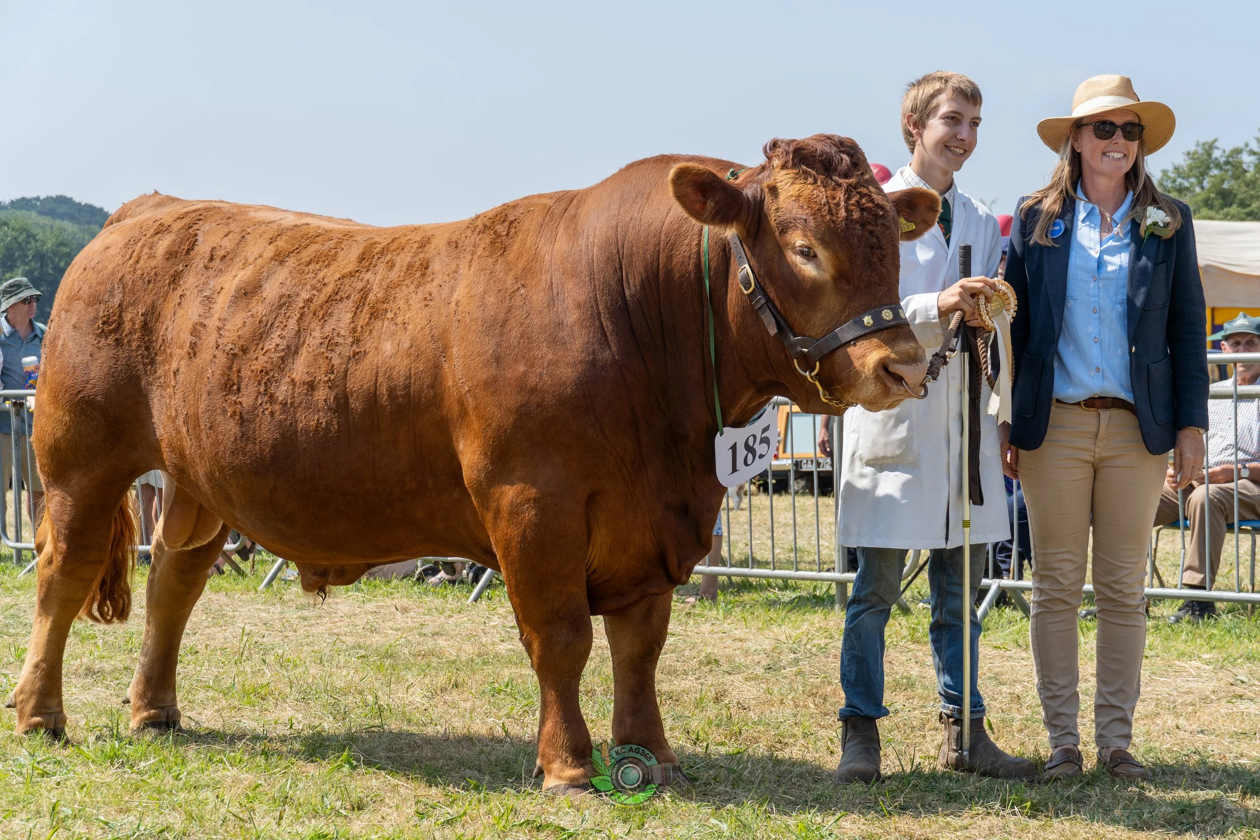Camborne Show - South Devons-21.jpg