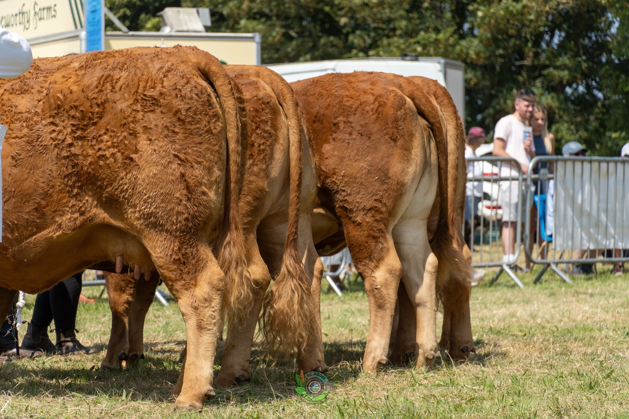 Camborne Show - South Devons-13.jpg