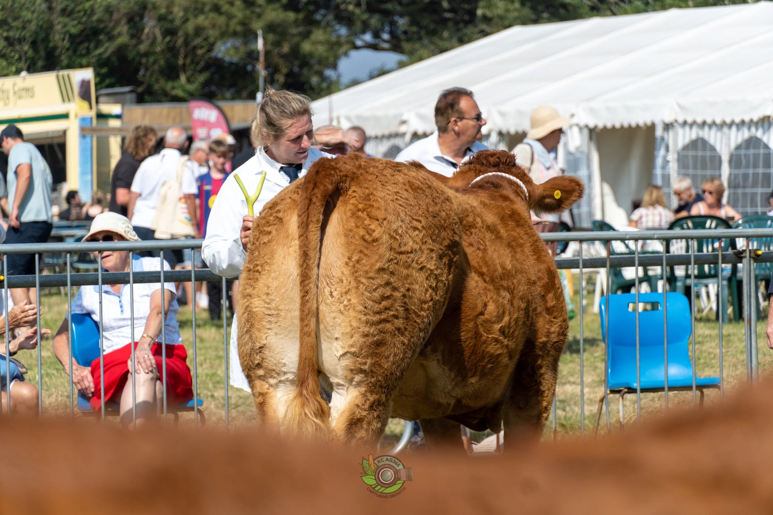 Camborne Show - South Devons-102.jpg