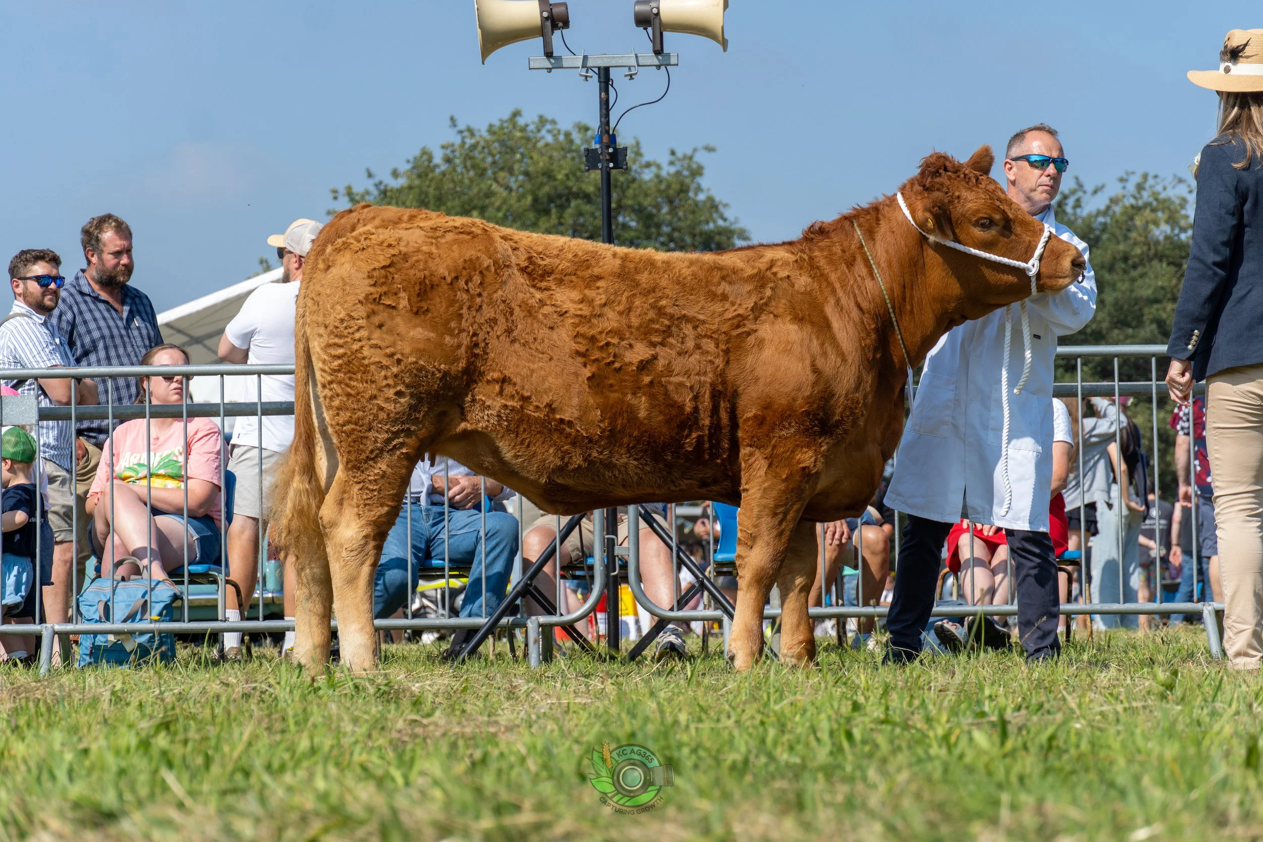 Camborne Show - South Devons-98.jpg