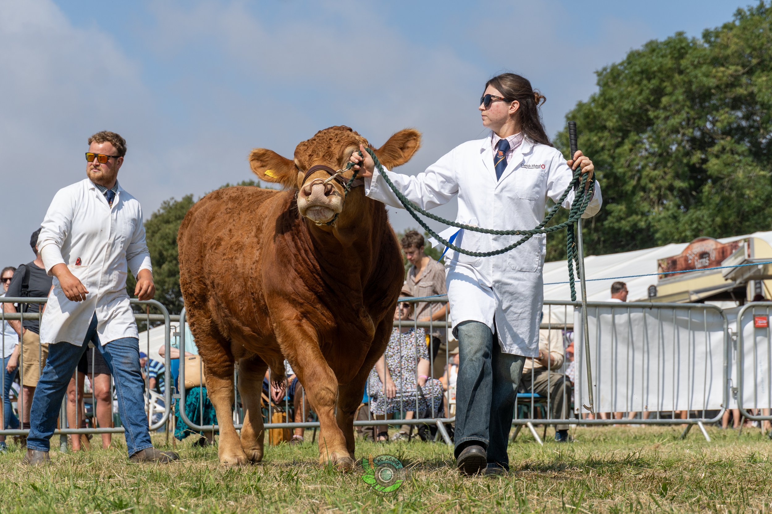 Camborne Show - South Devons-41.jpg
