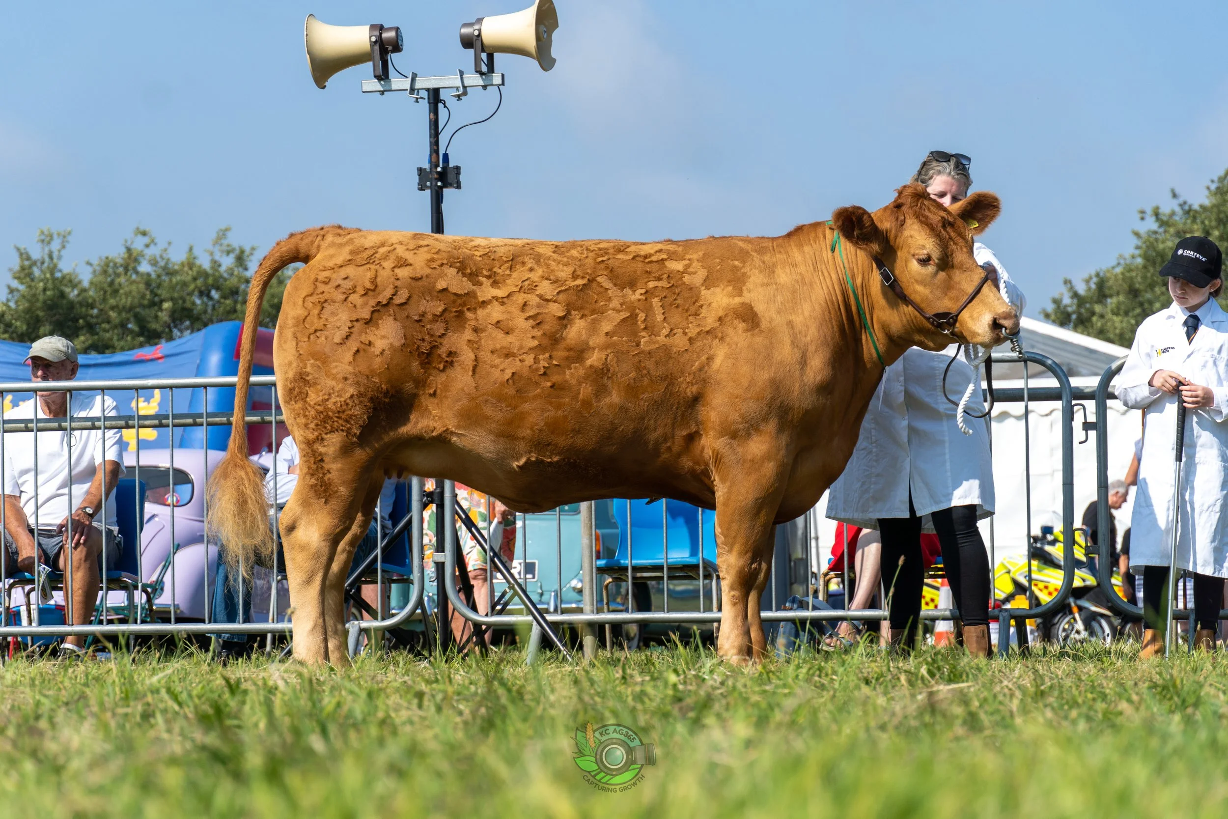 Camborne Show - South Devons-140.jpg