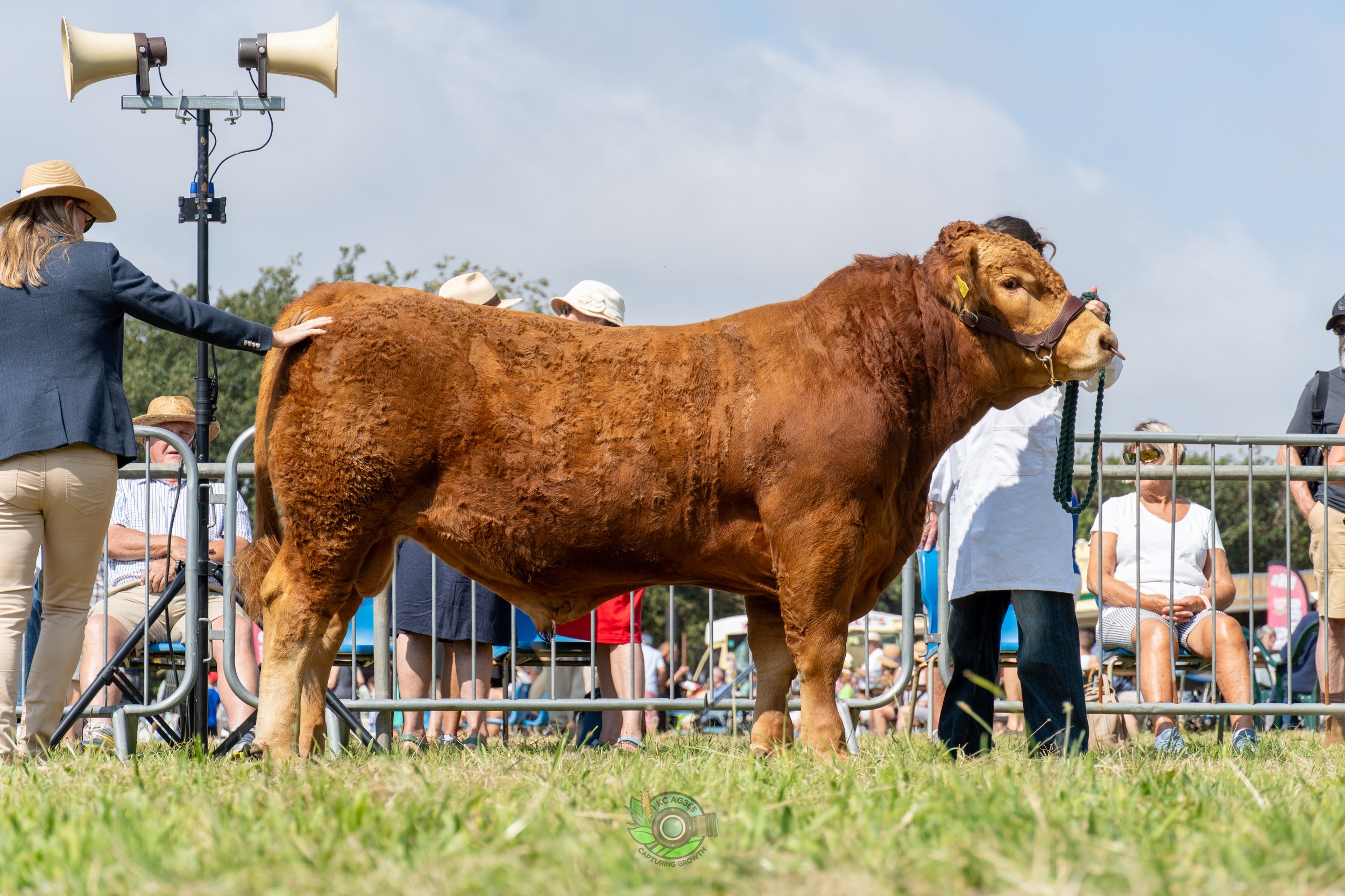 Camborne Show - South Devons-44.jpg