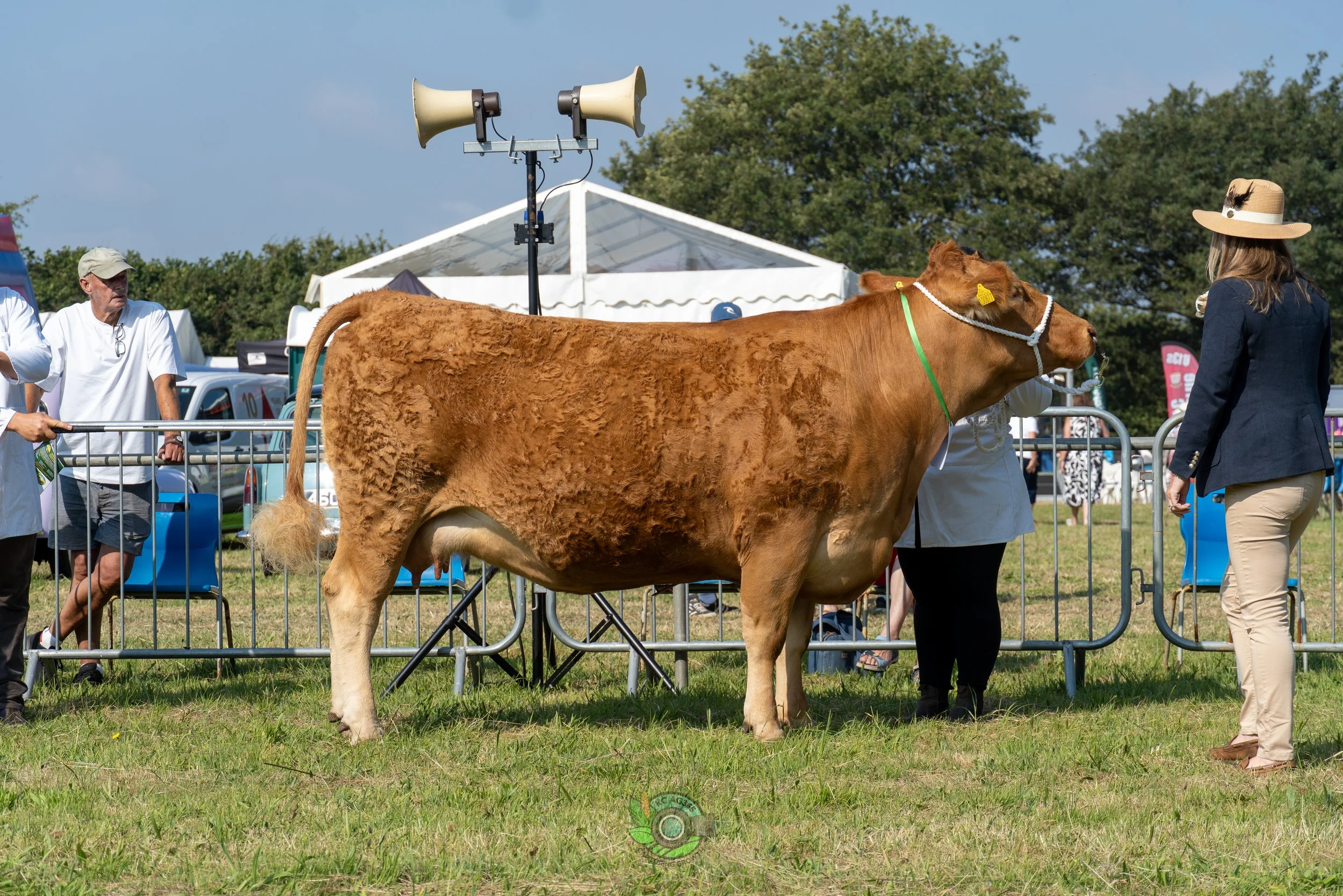 Camborne Show - South Devons-183.jpg