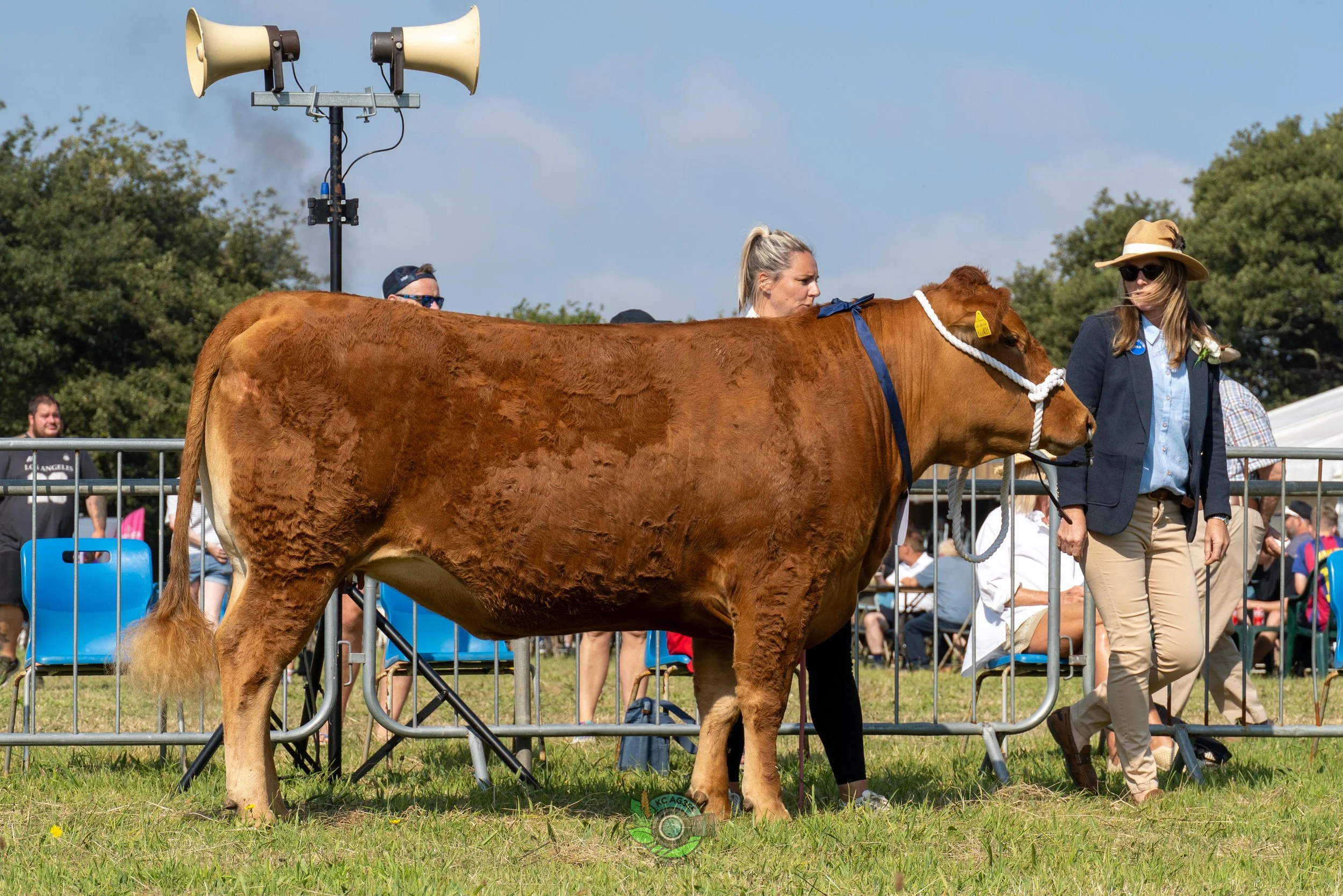 Camborne Show - South Devons-155.jpg