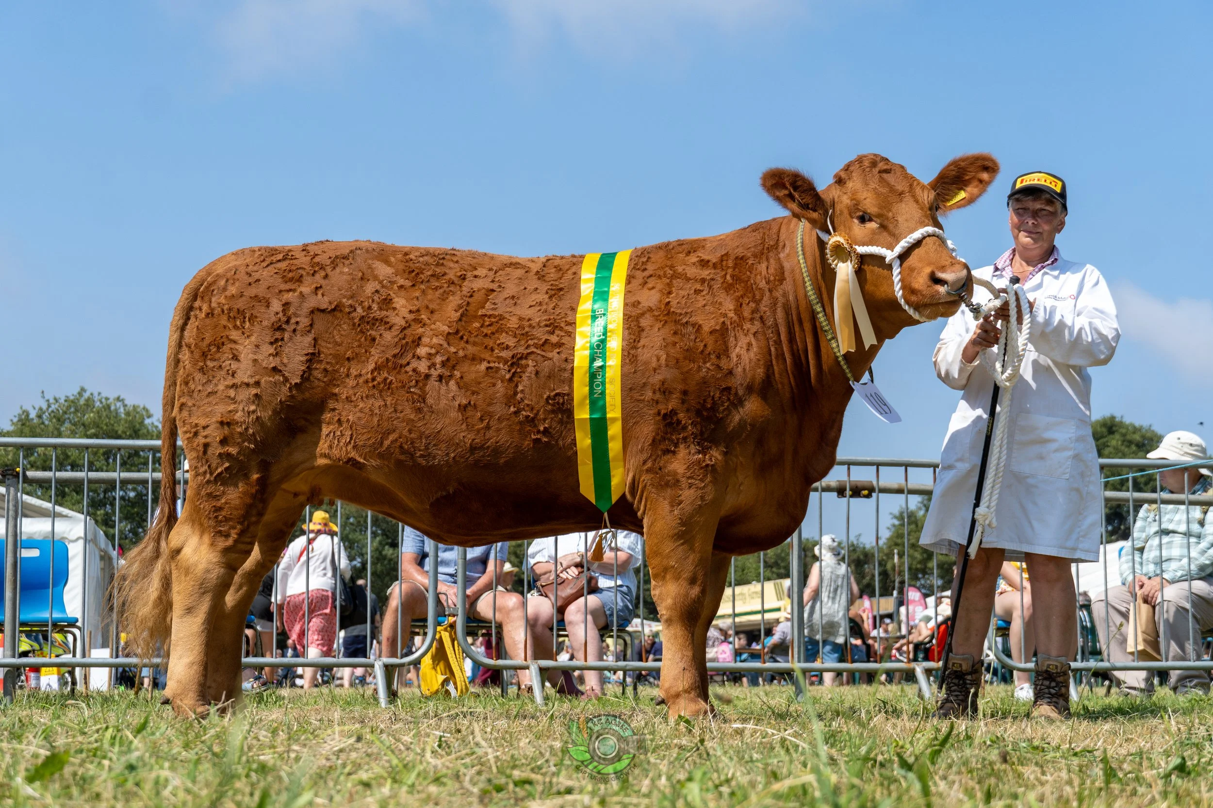 Camborne Show - South Devons-16.jpg