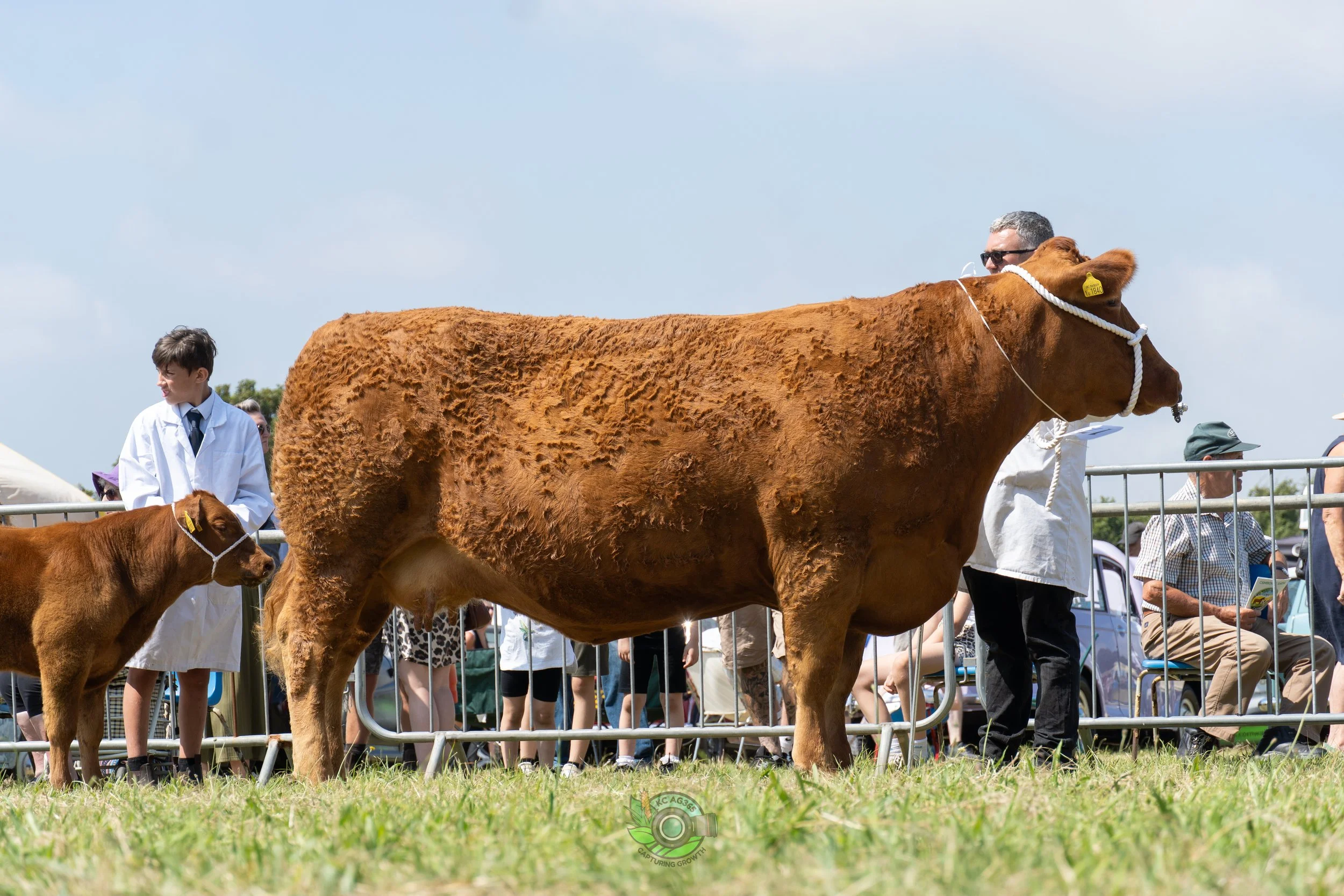 Camborne Show - South Devons-23.jpg