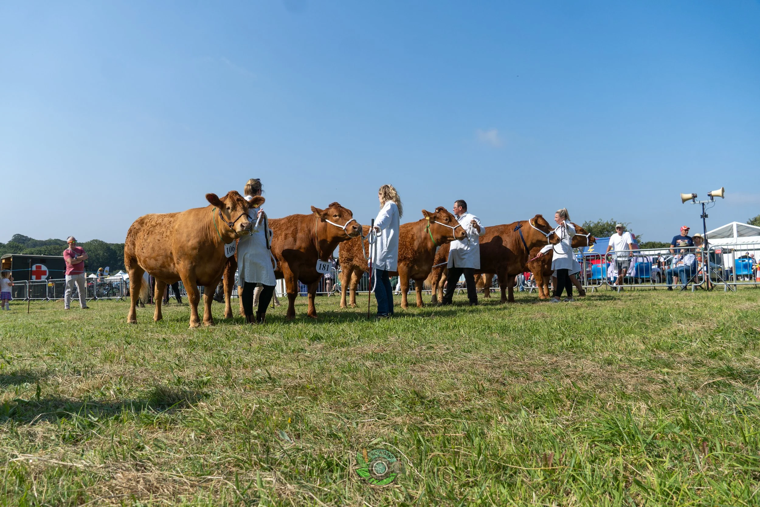 Camborne Show - South Devons-122.jpg