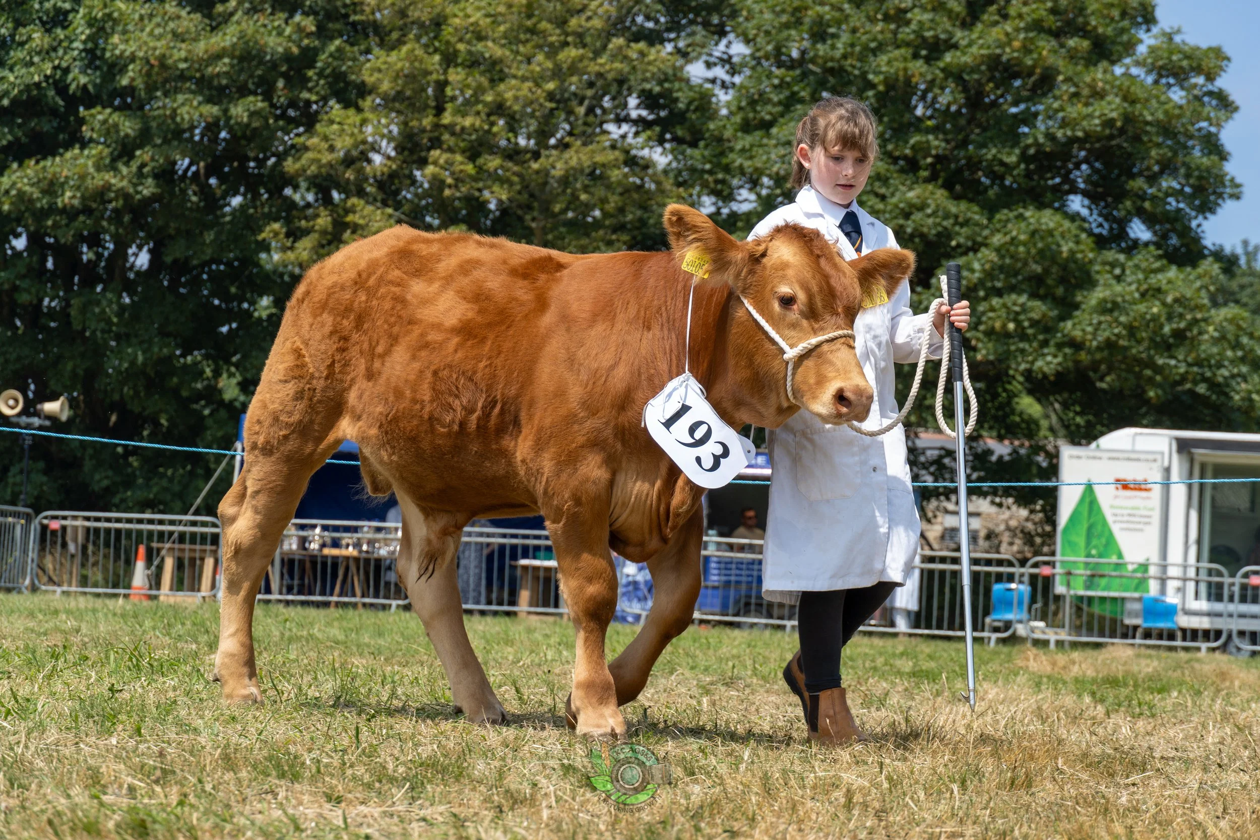 Camborne Show - South Devons-10.jpg