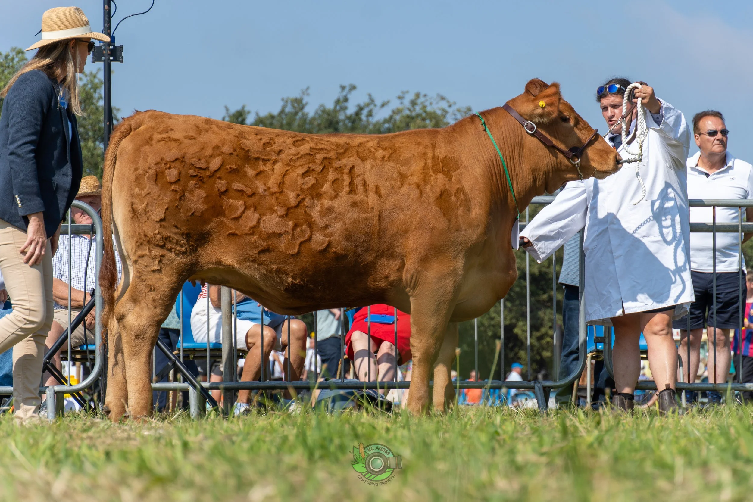 Camborne Show - South Devons-80.jpg