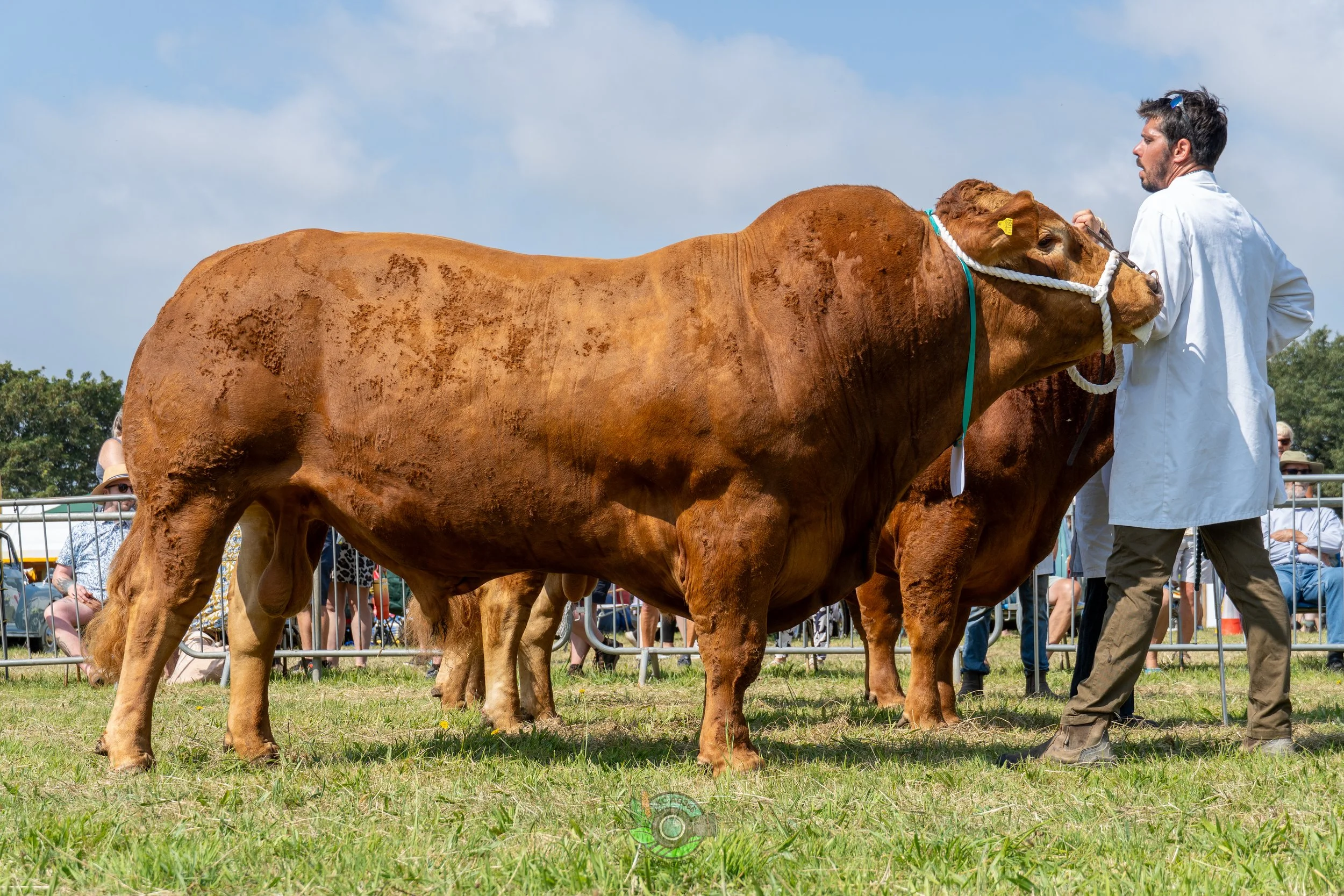 Camborne Show - South Devons-66.jpg