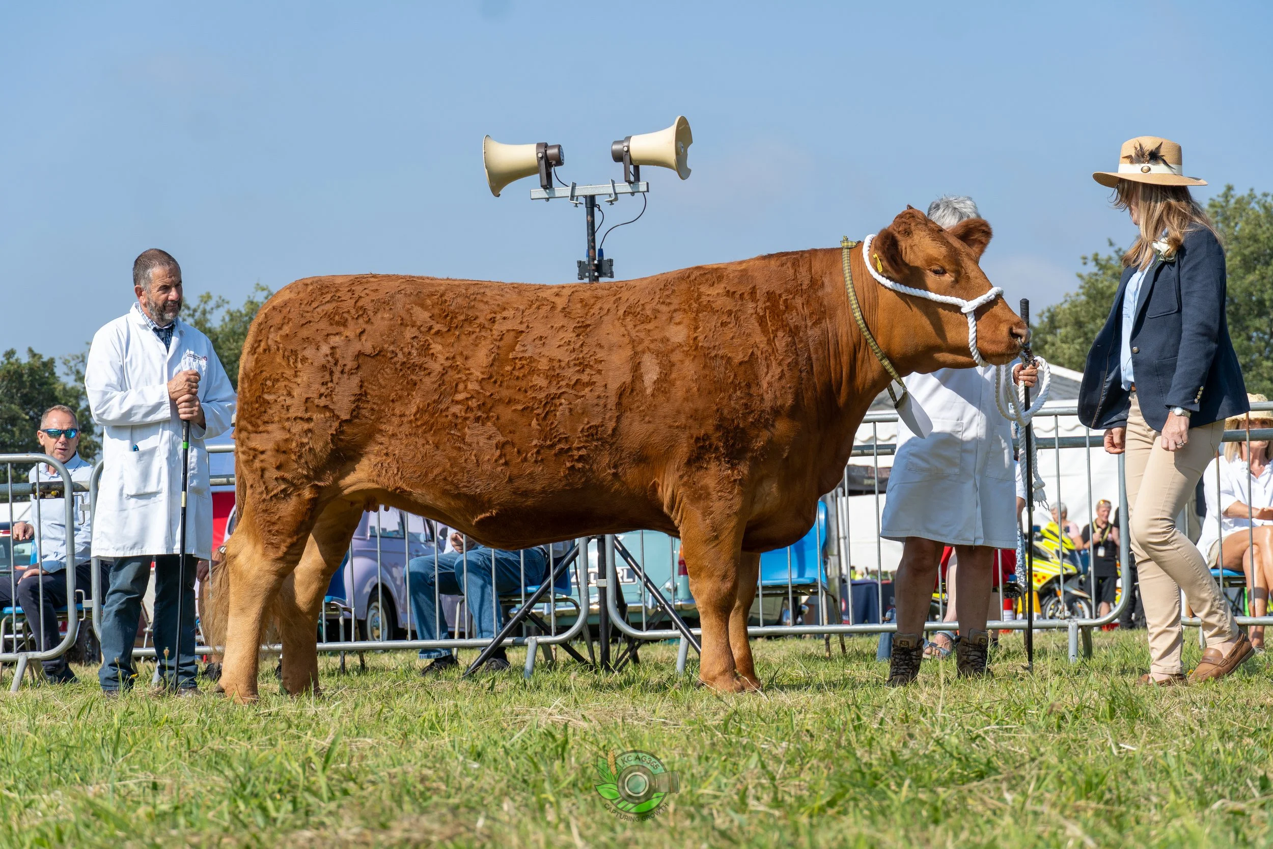 Camborne Show - South Devons-149.jpg