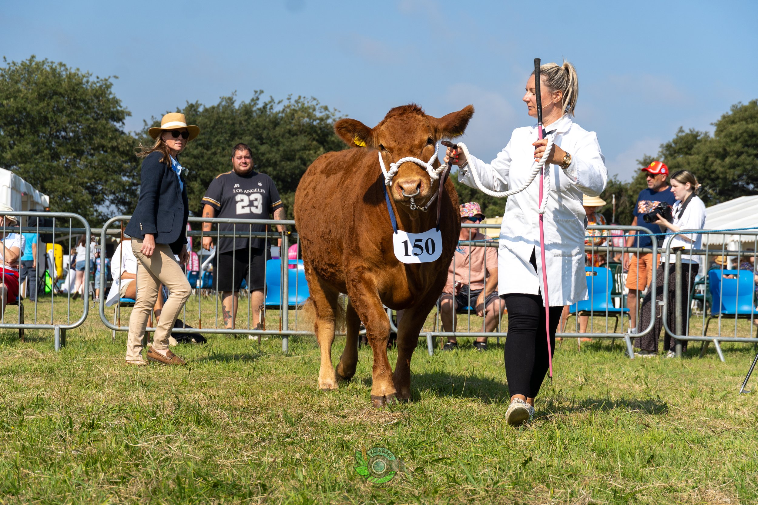 Camborne Show - South Devons-152.jpg