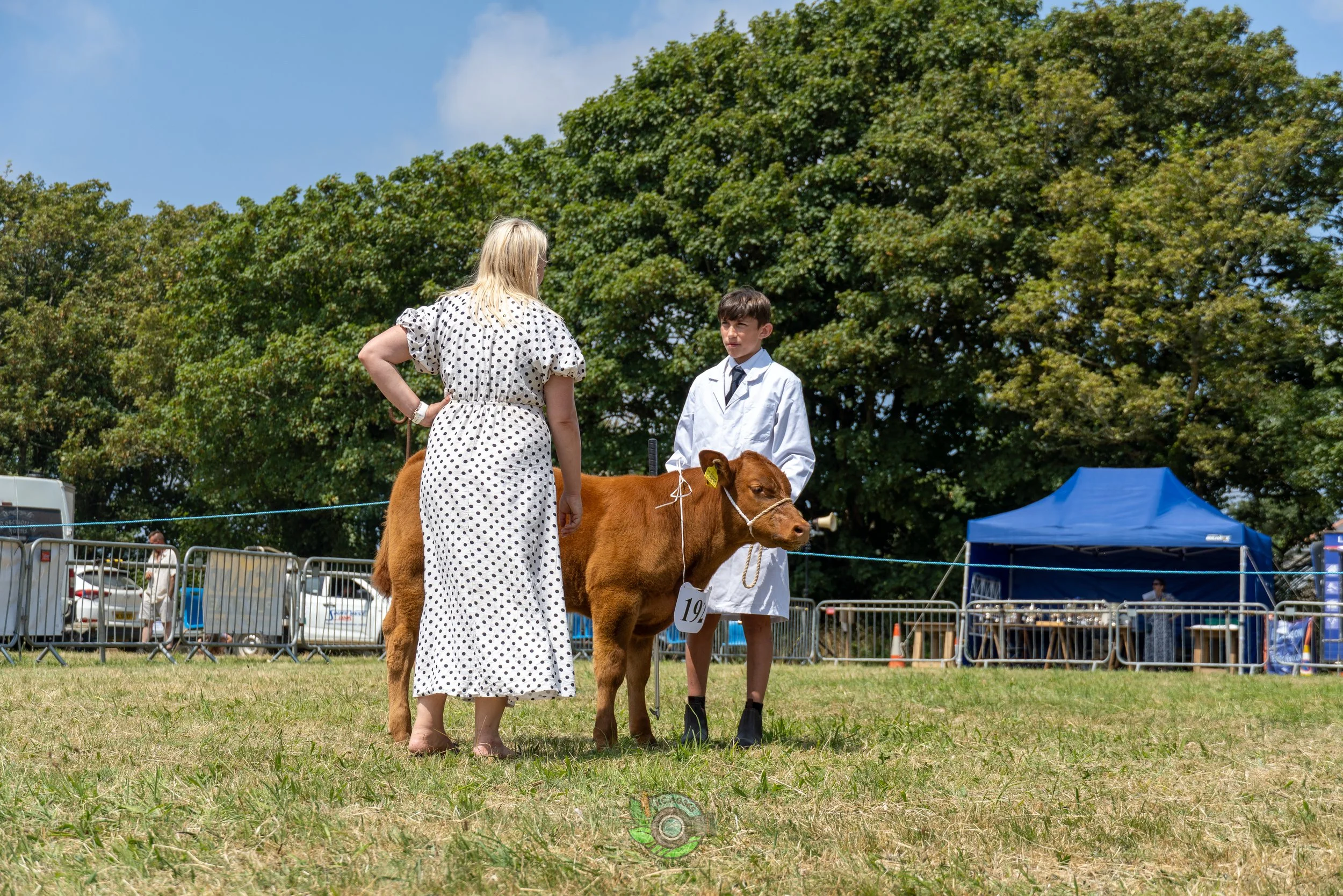 Camborne Show - South Devons-8.jpg