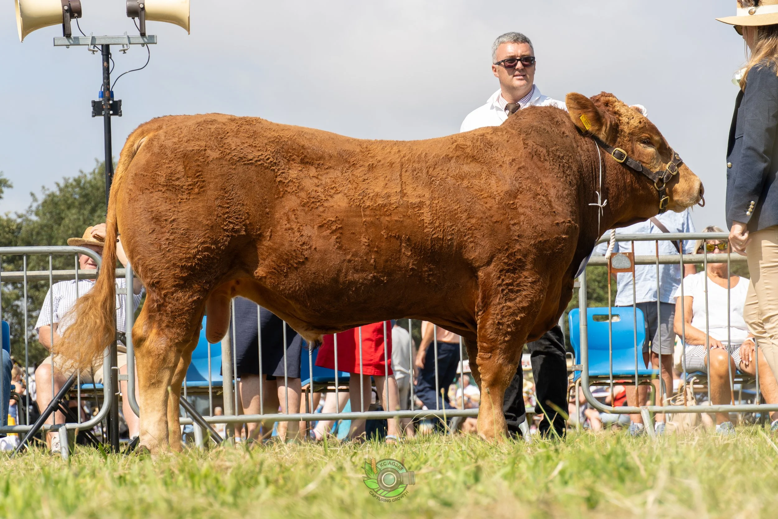 Camborne Show - South Devons-46.jpg