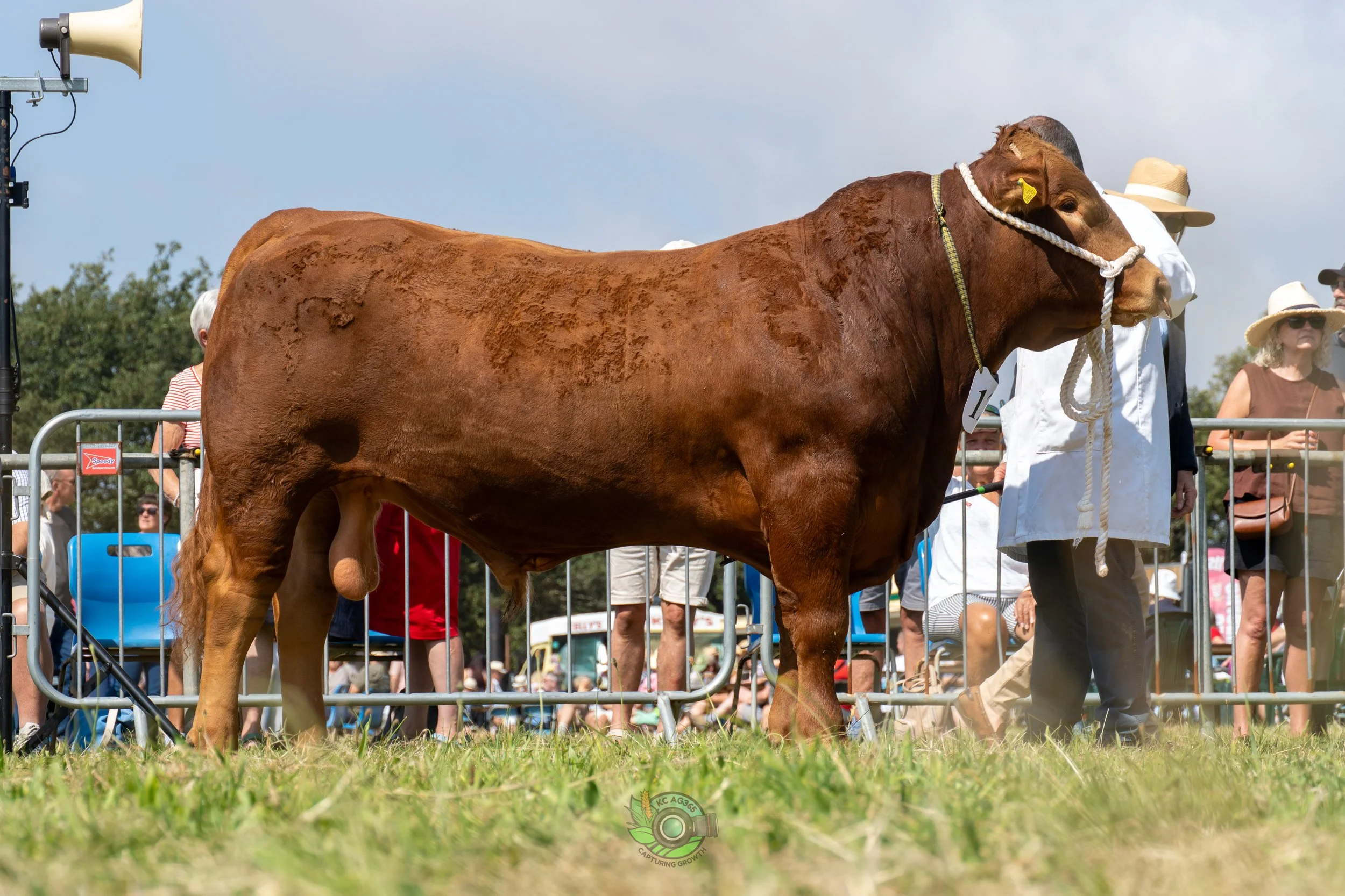 Camborne Show - South Devons-49.jpg