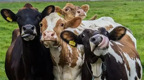 Open Farm Day