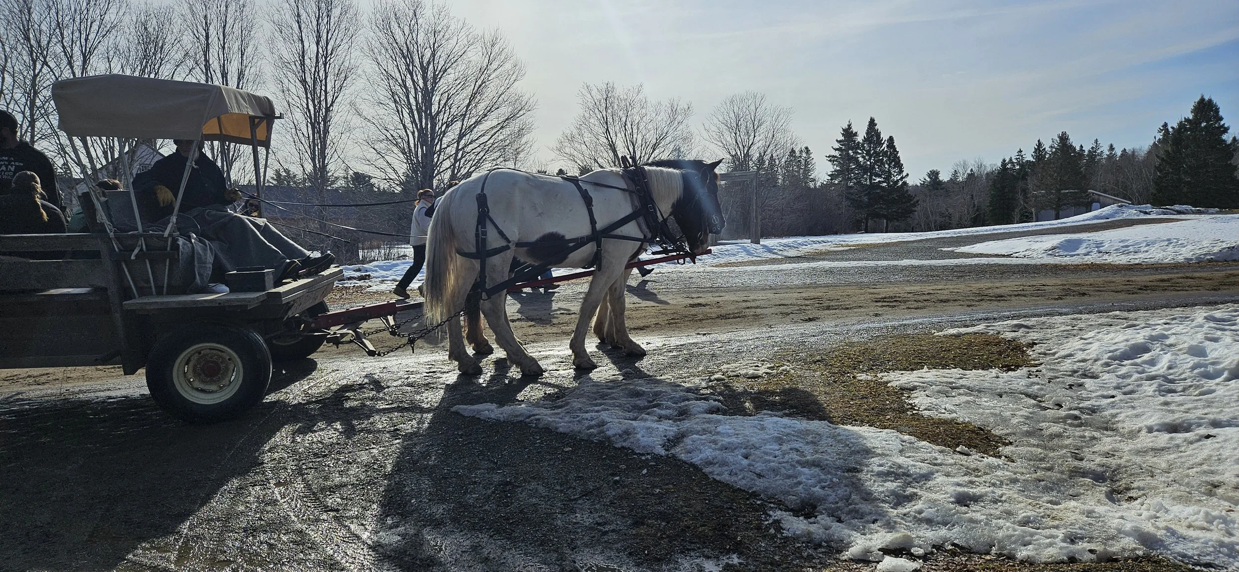 King's Landing Horses 1.jpg